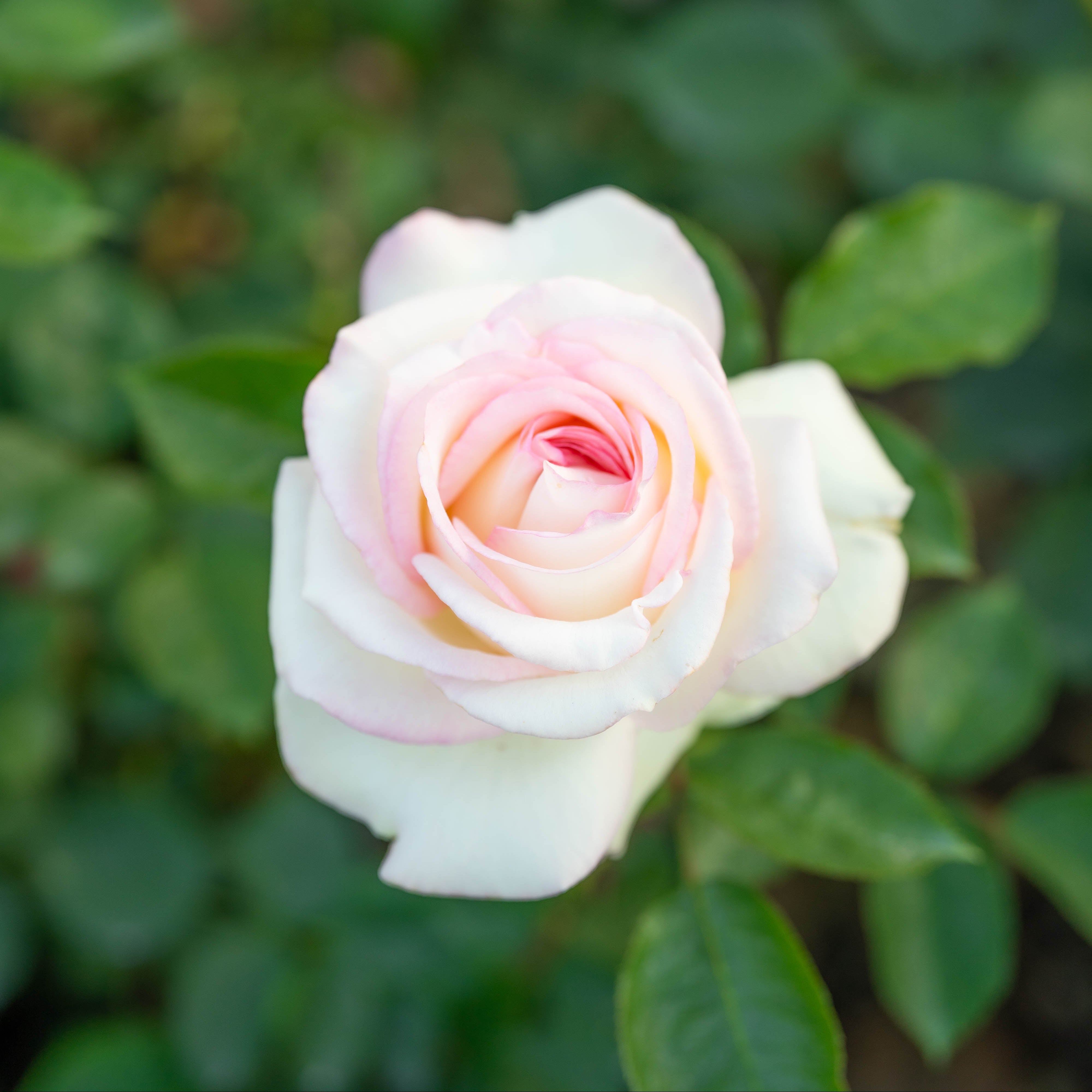 Moonstone® Bare Root Rose Bush