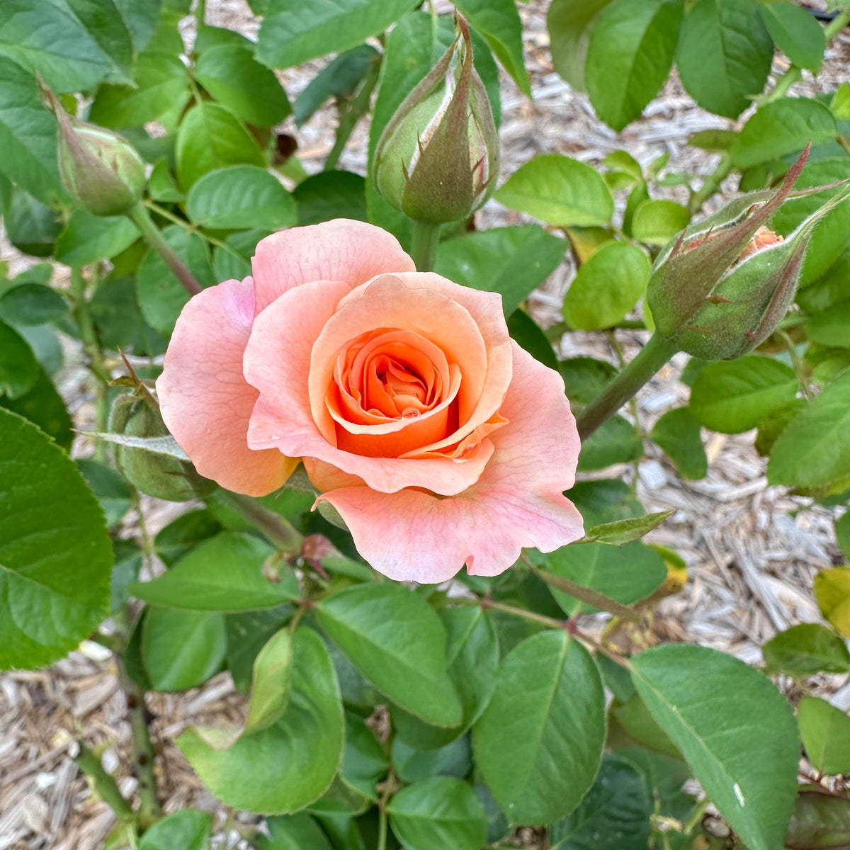 Morning Glow™ Bare Root Rose Bush