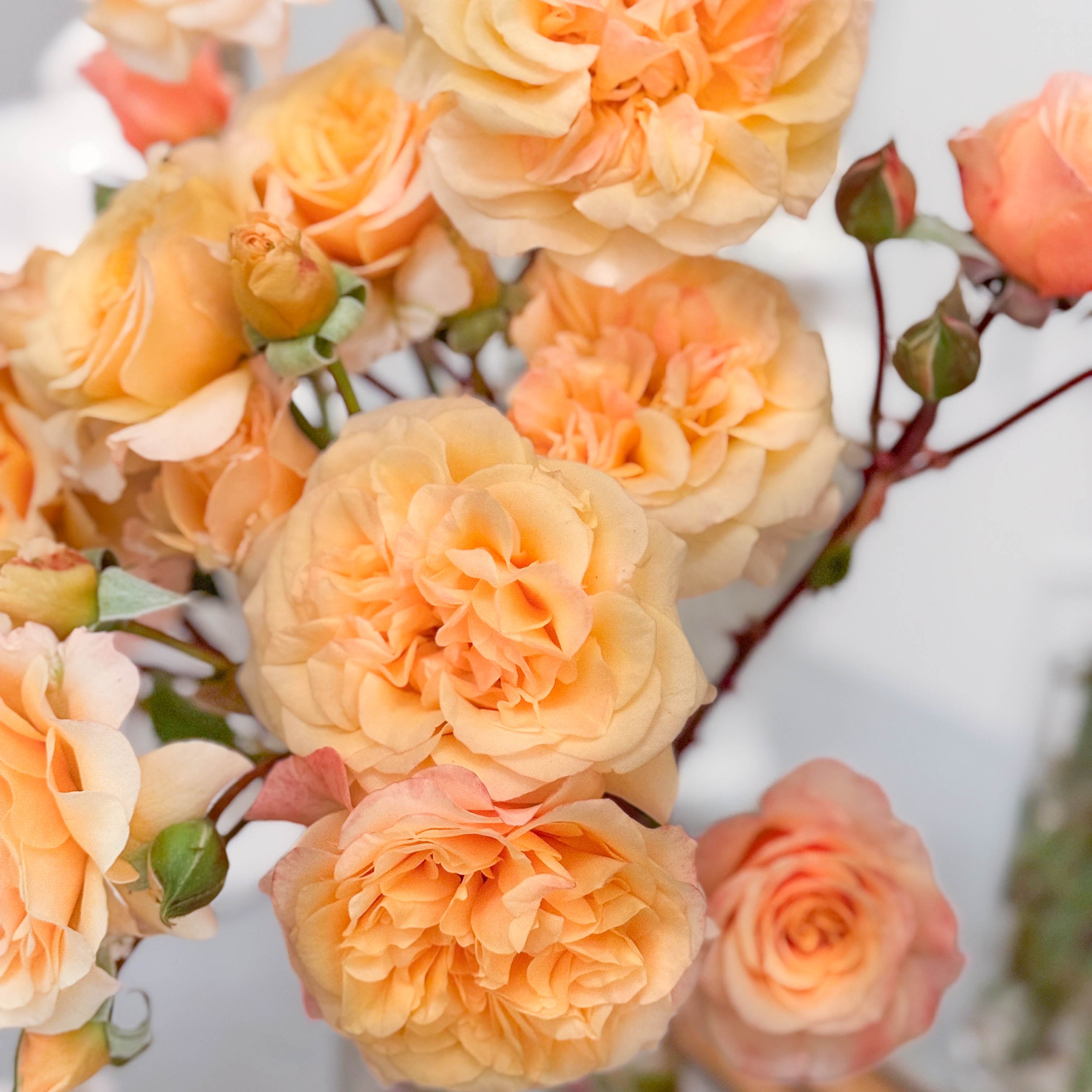 Morning Glow™ Potted Rose Bush