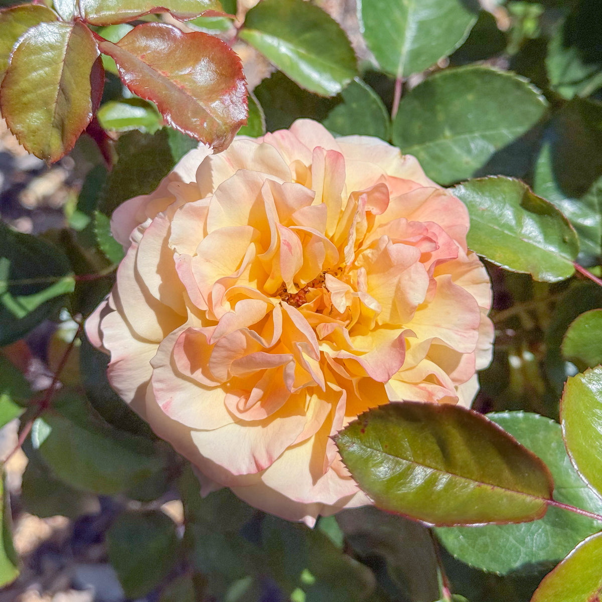 Morning Glow™ Bare Root Rose Bush