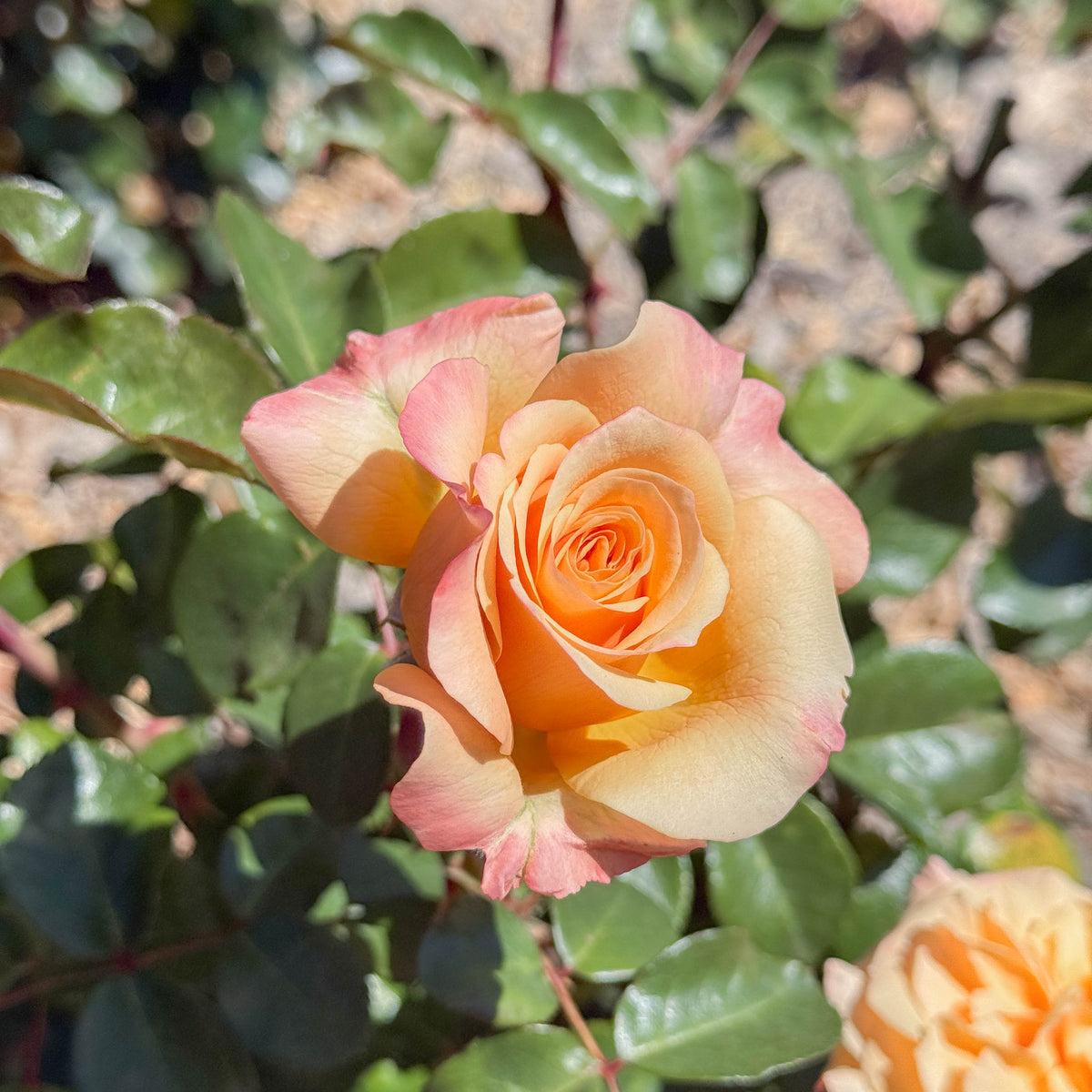Morning Glow™ Bare Root Rose Bush