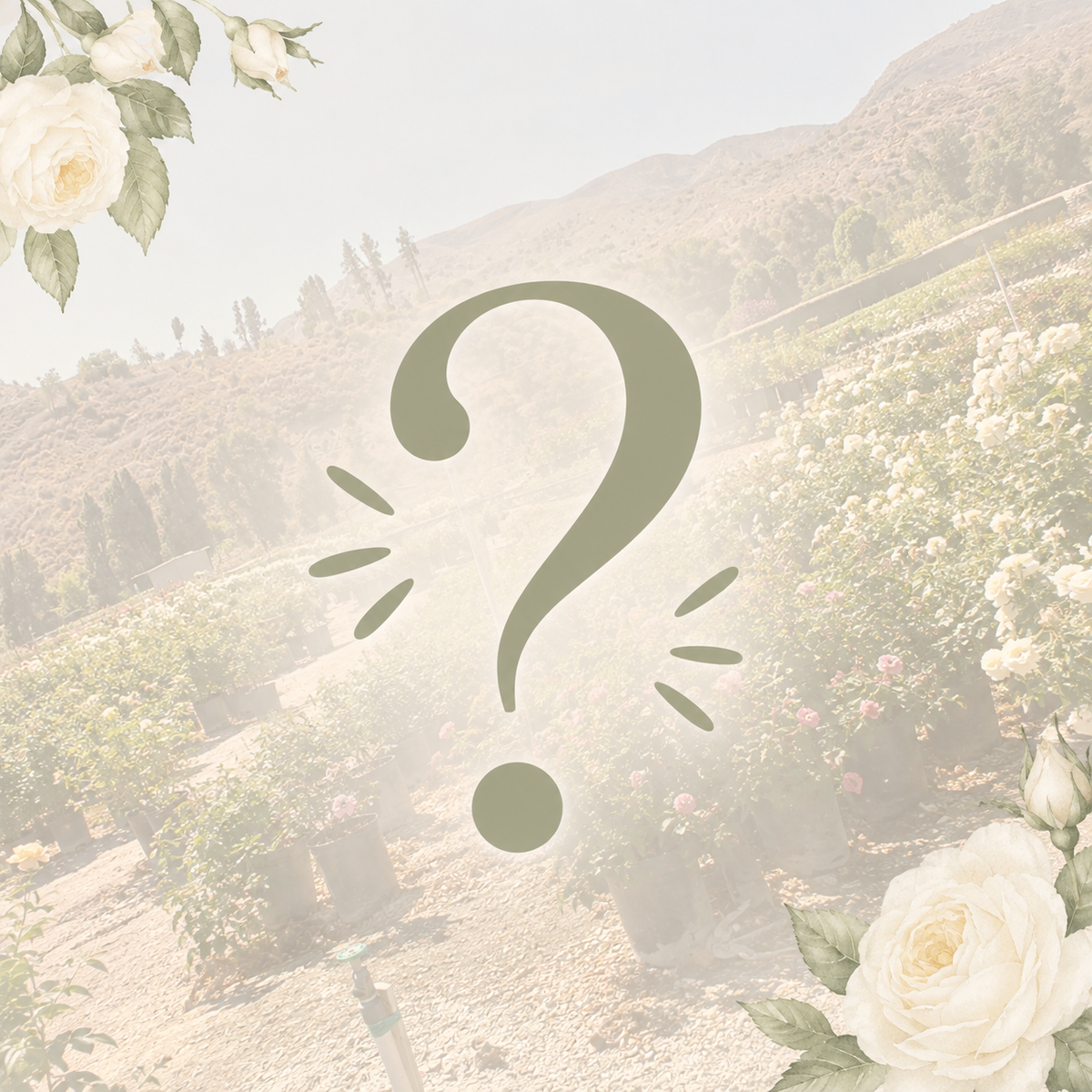 $1 - Mystery Potted Rose Bush - #1 Own Root