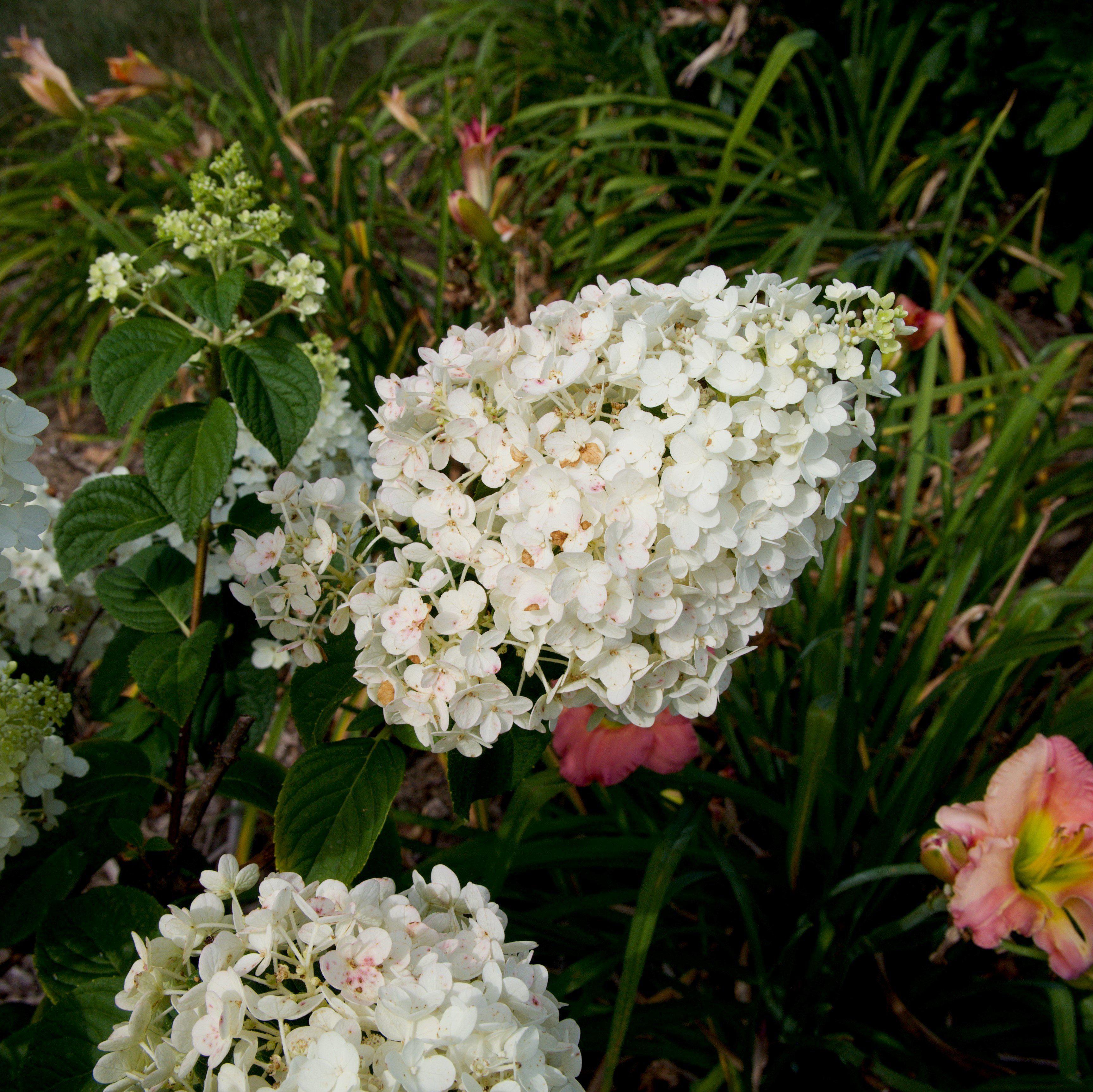 Hydrangea First Editions® Strawberry Sundae® Potted Hydrangea Plant