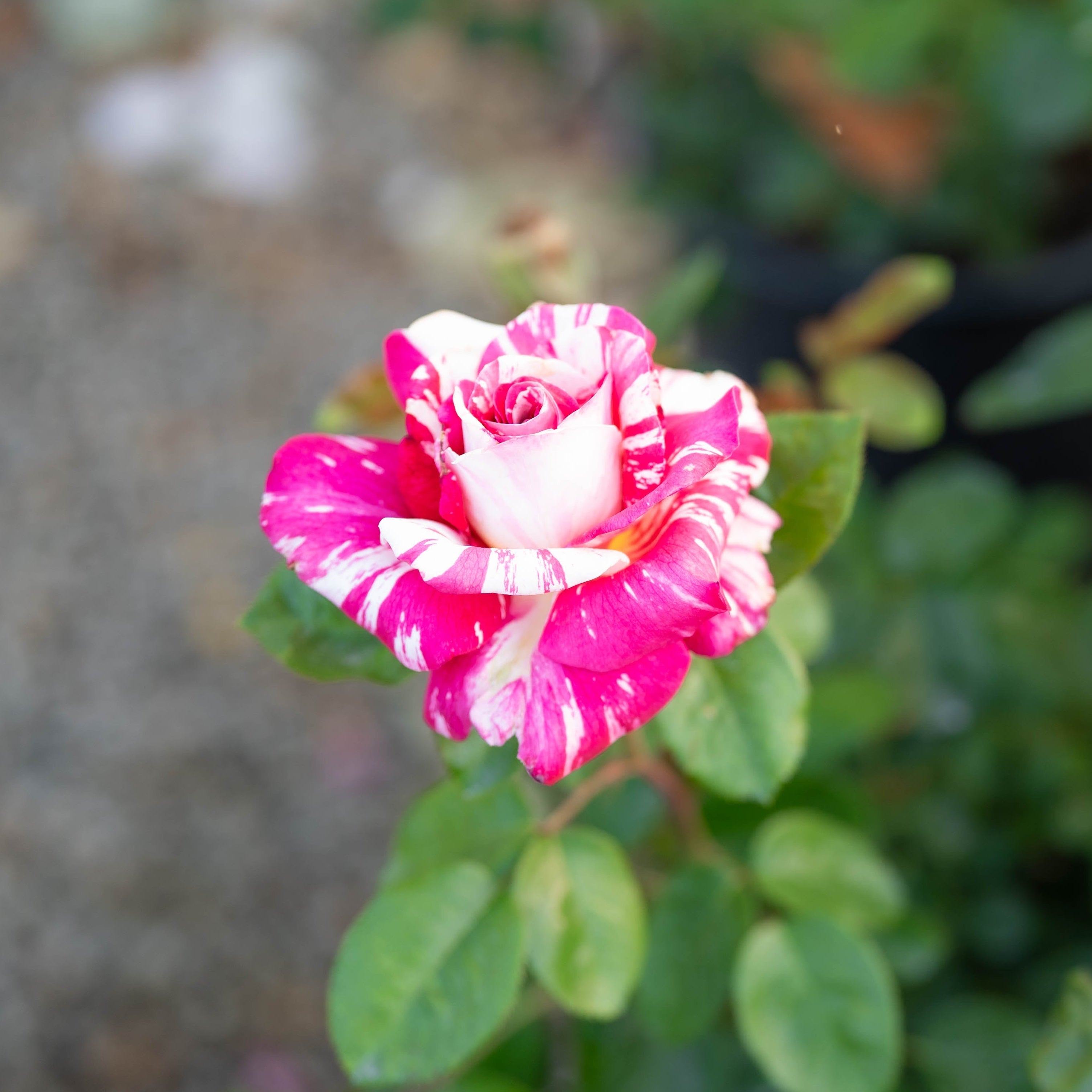 Neil Diamond Potted Rose Bush