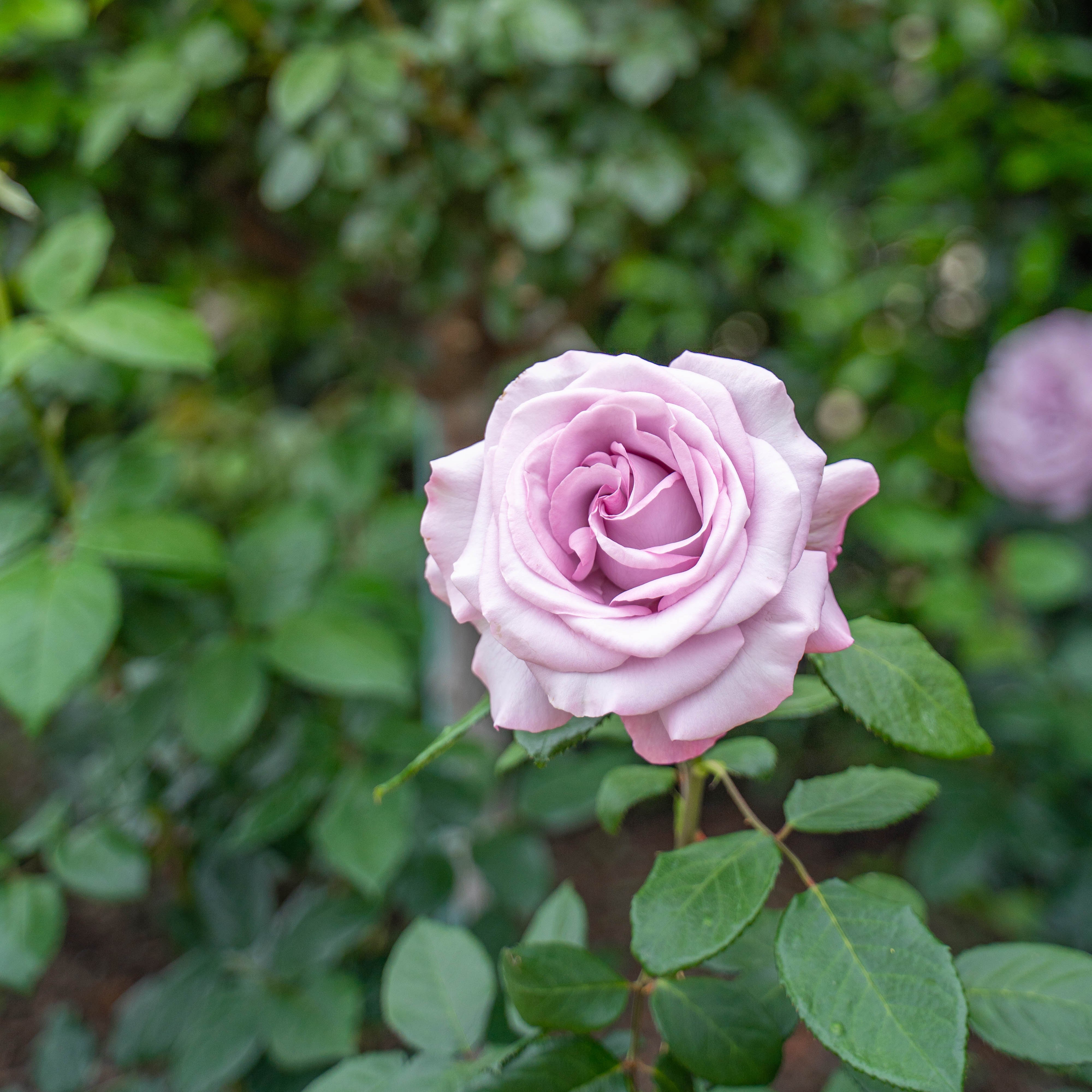 Neptune™ Potted Tree Rose