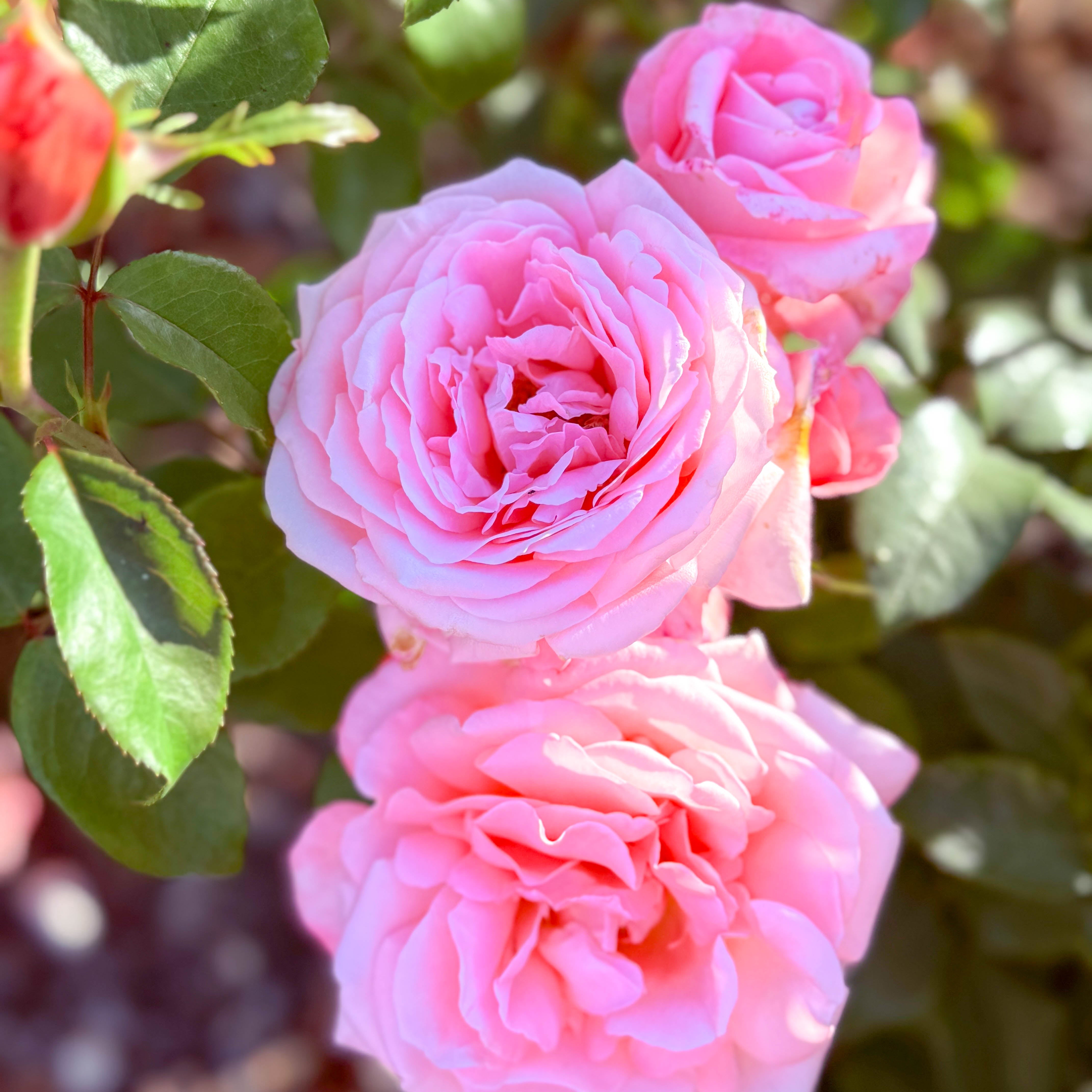 New Zealand Bare Root Rose Bush