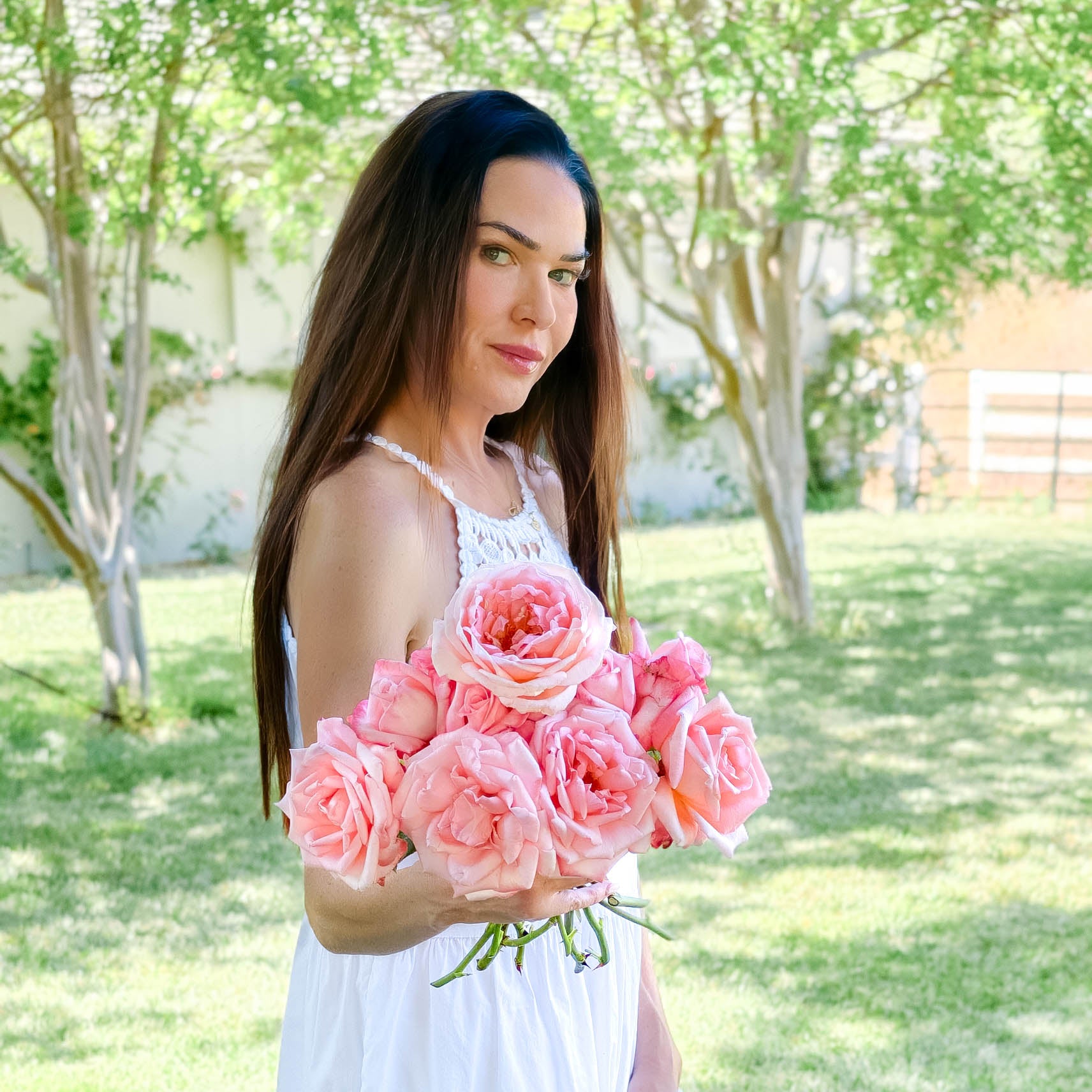 New Zealand Bare Root Rose Bush