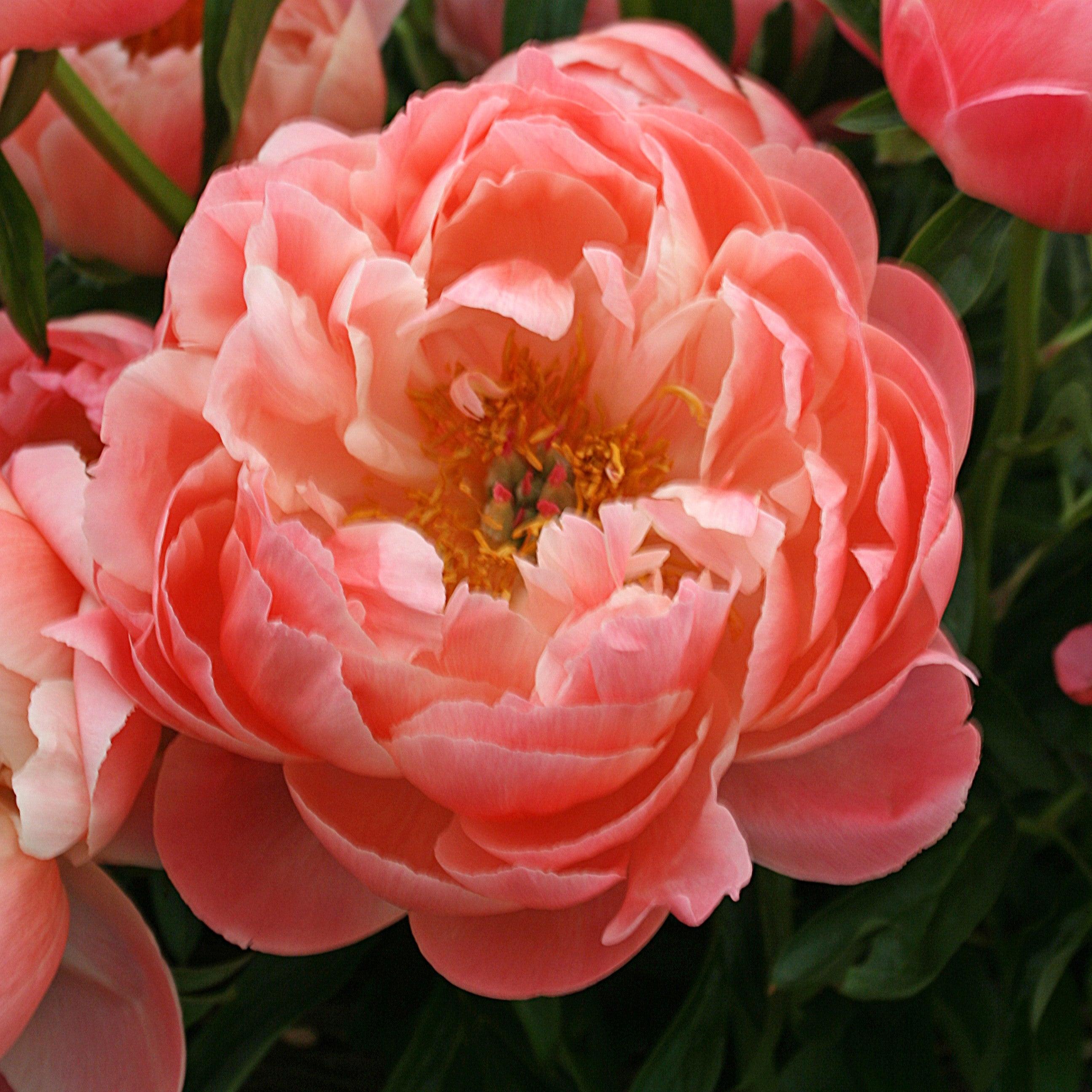 Peony 'Coral Sunset' Potted Peony Plant