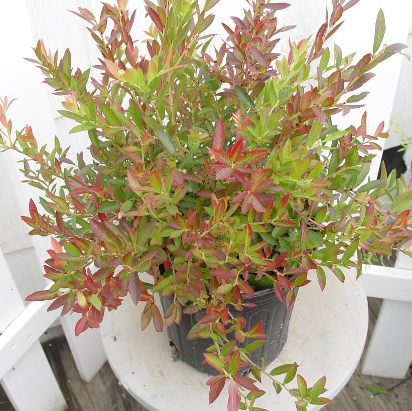 Blueberry 'Burgundy' Lowbush Potted Blueberry Plant