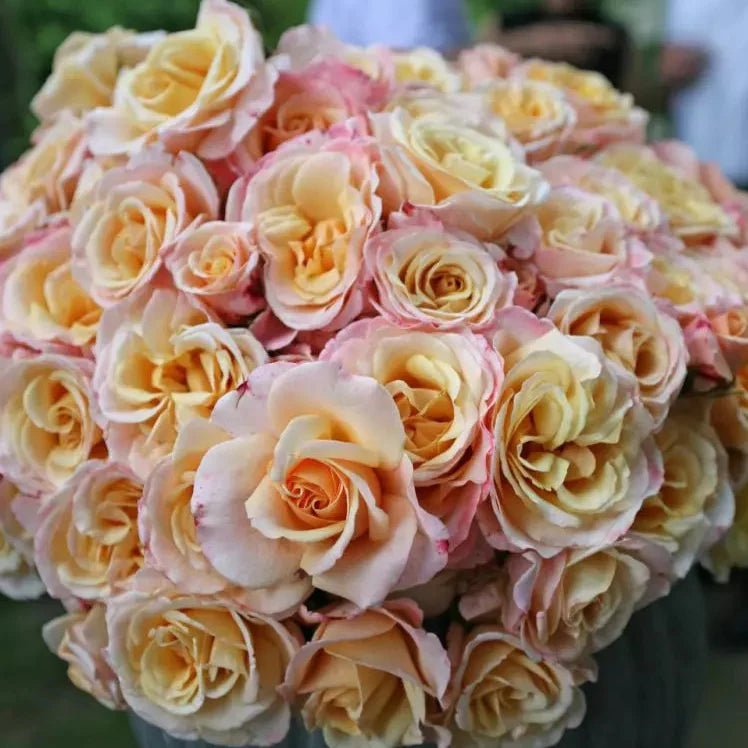 Eleganza® Oh Happy Day™ Potted Rose Bush