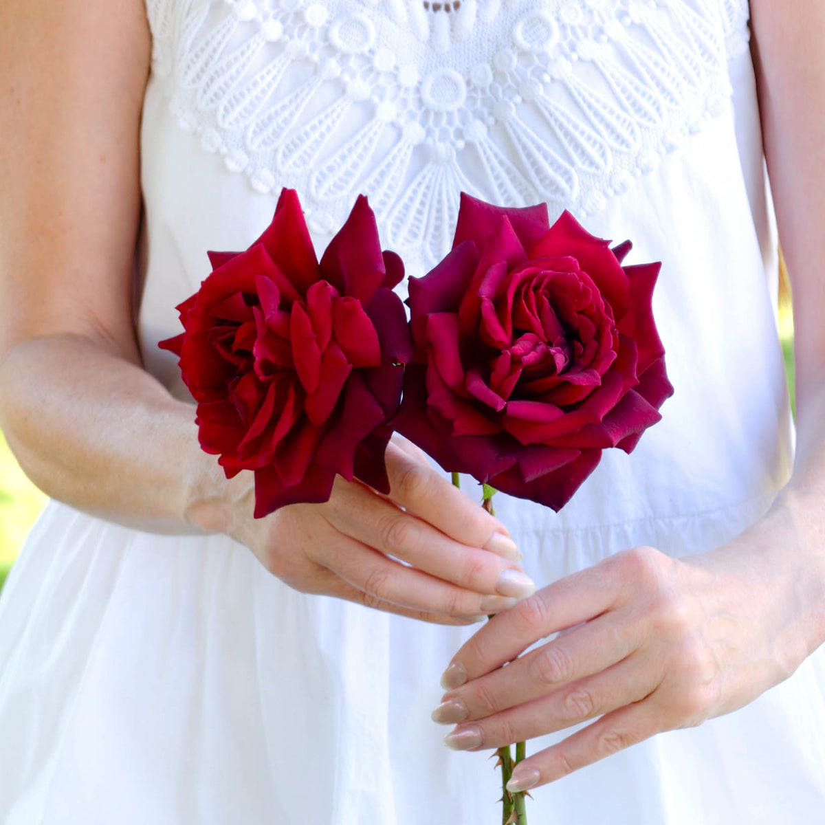 Oklahoma Bare Root Rose Bush
