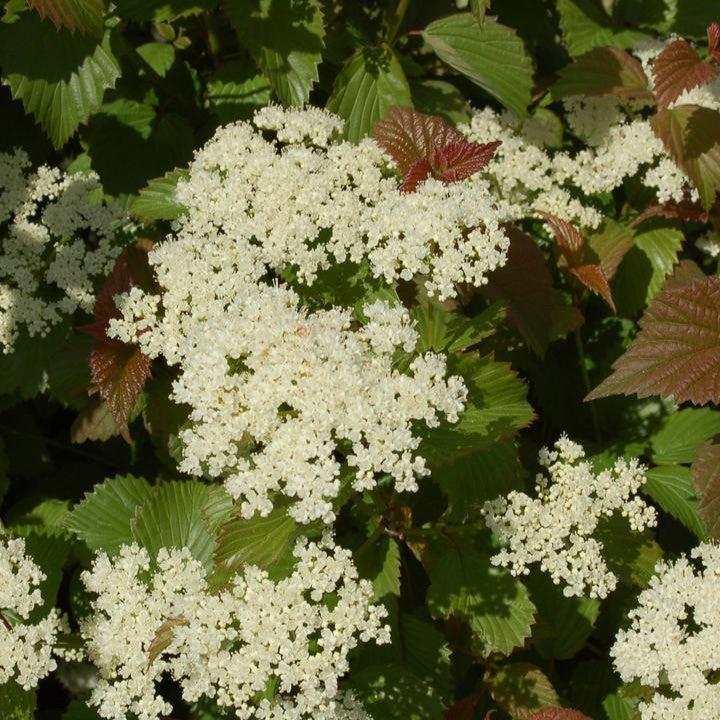 Viburnum dentatum 'Red Feather® Potted Arrowwood Bush