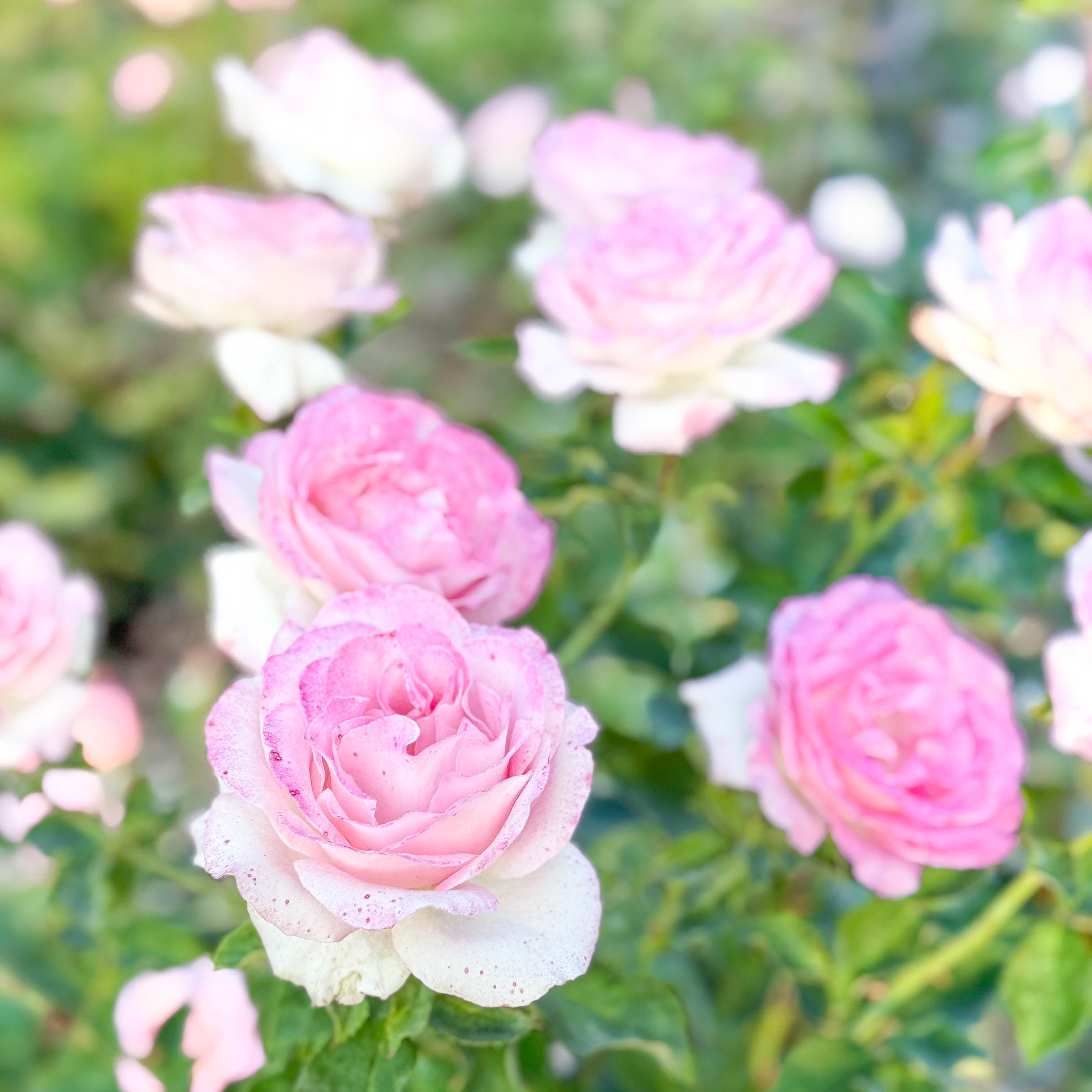 Painted Porcelain™ Potted Rose Bush