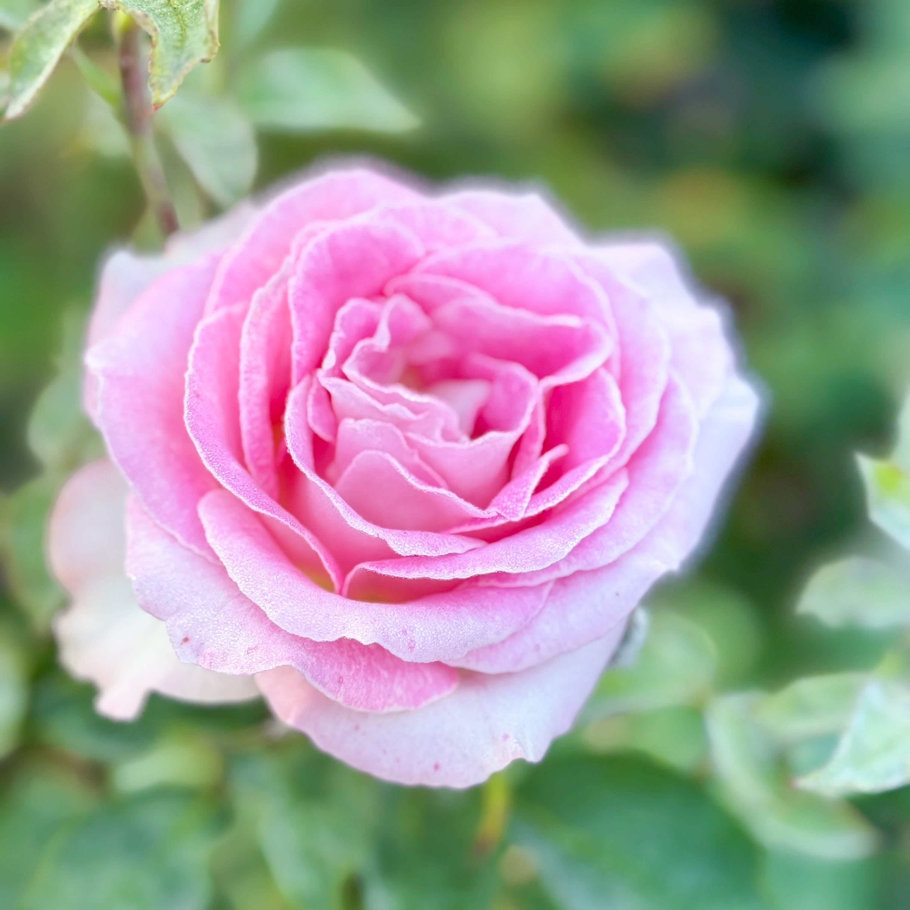 Painted Porcelain™ Potted Rose Bush