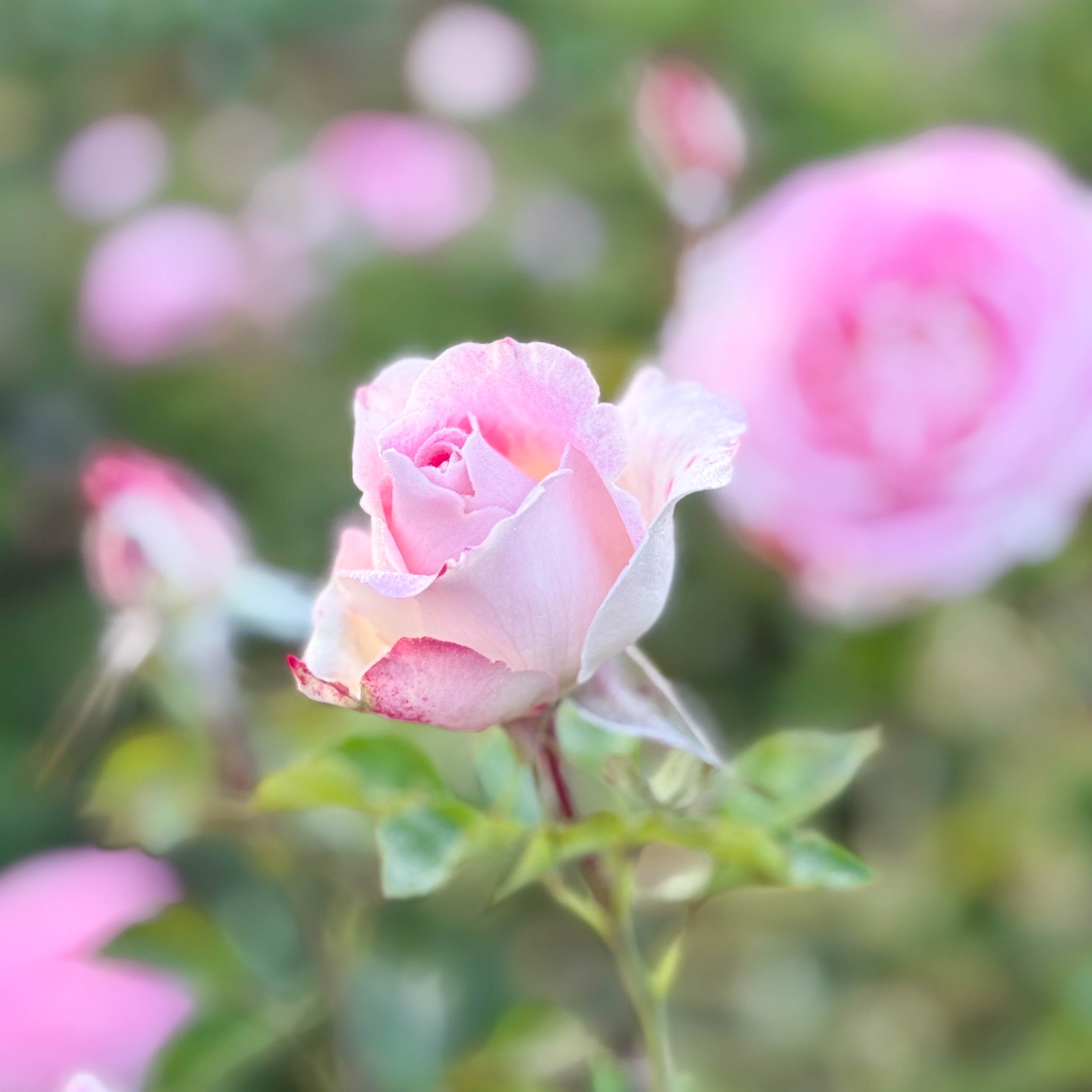 Painted Porcelain™ Potted Rose Bush