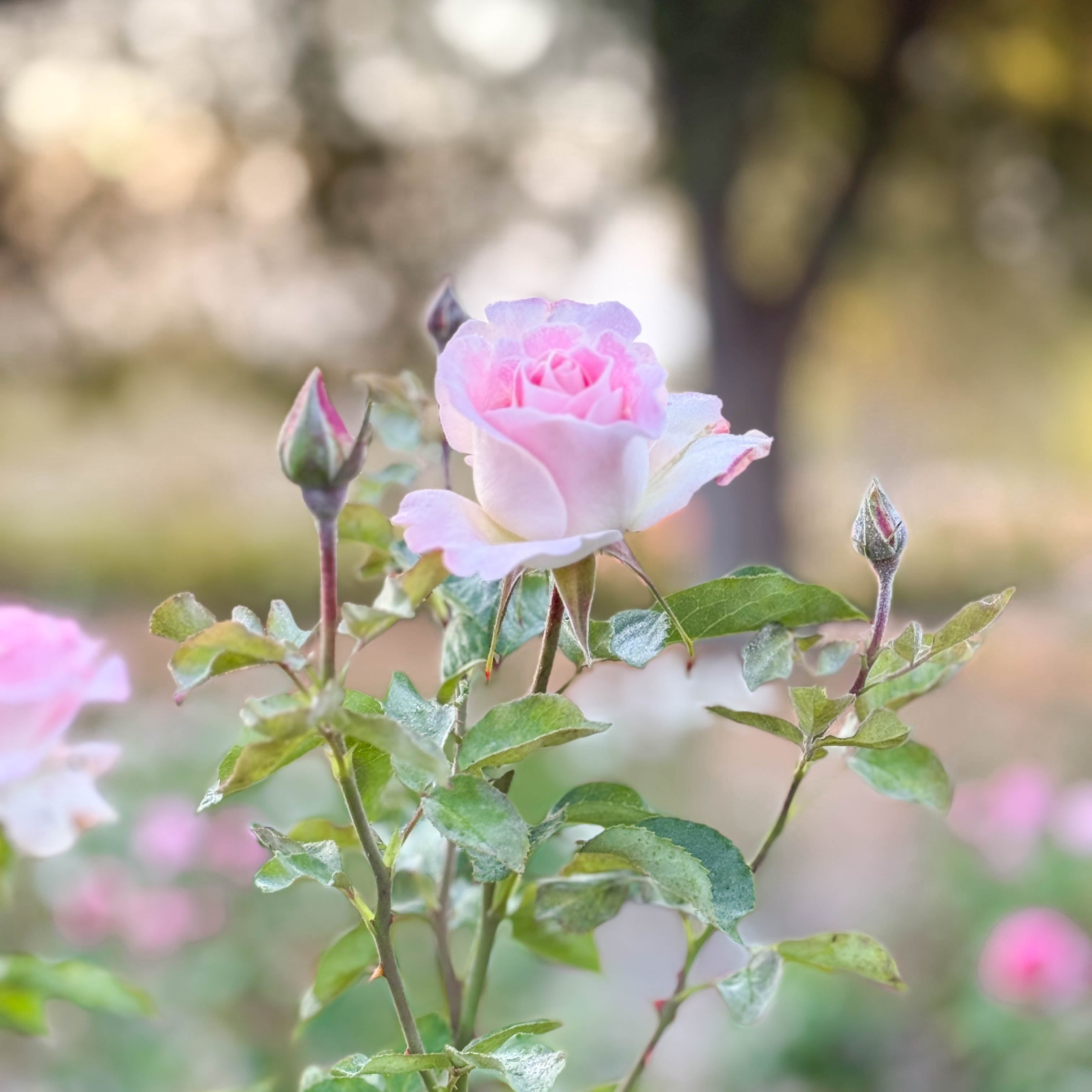 Painted Porcelain™ Bare Root Rose Bush
