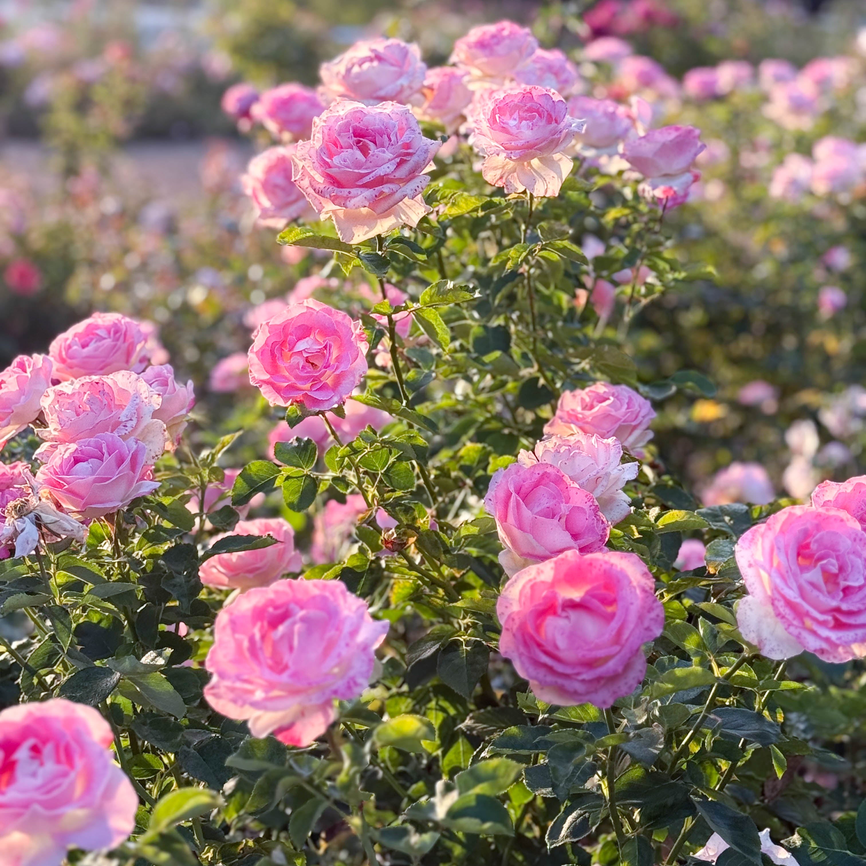 Painted Porcelain™ Potted Rose Bush