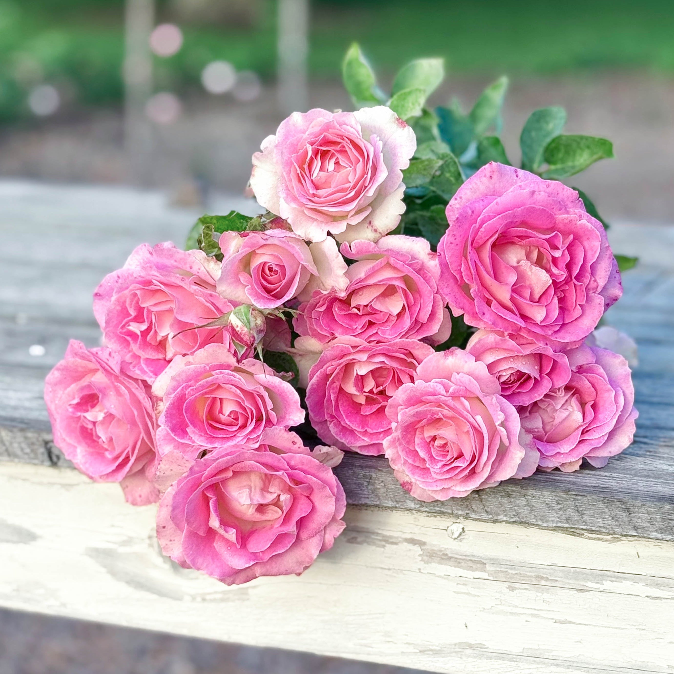 Painted Porcelain™ Potted Rose Bush