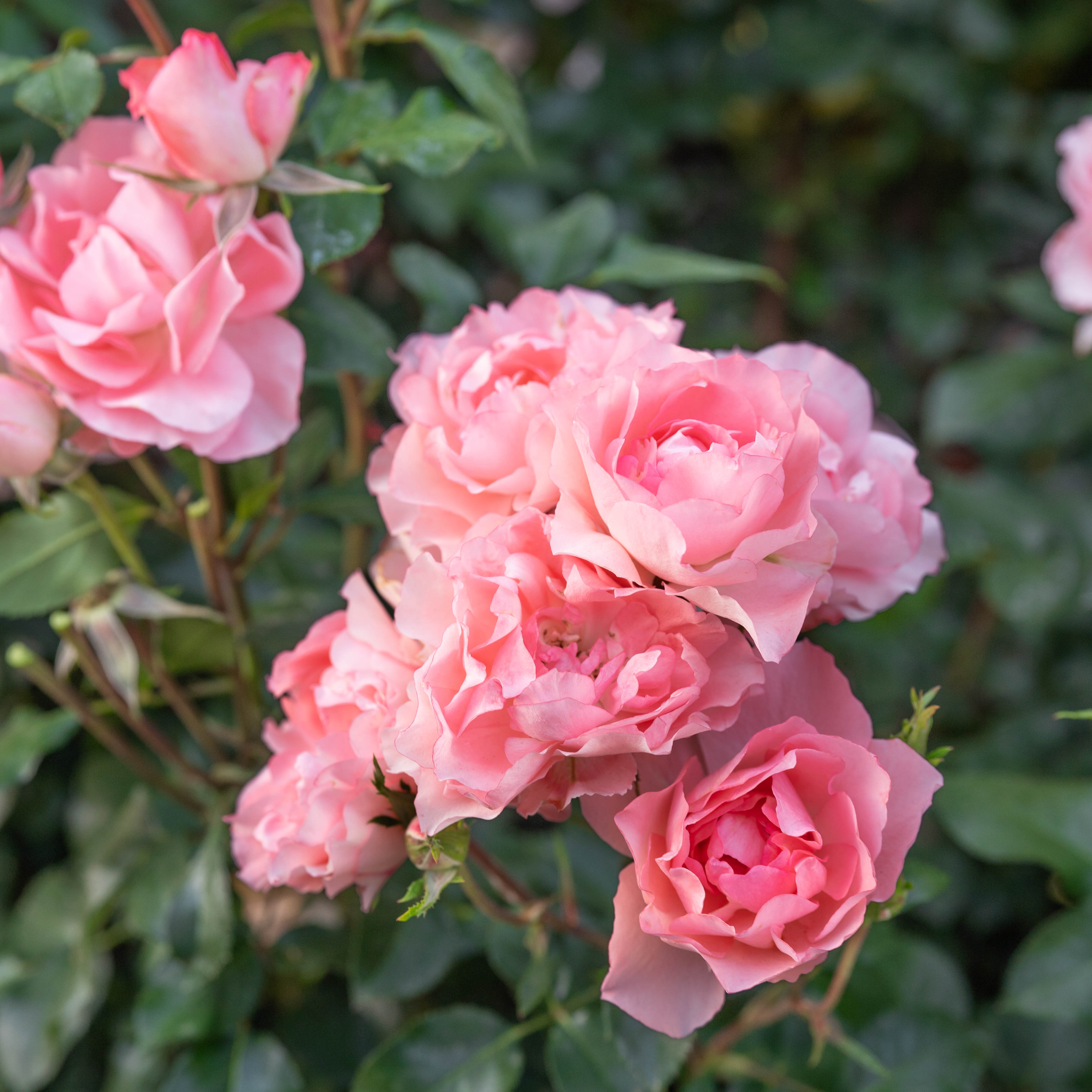 Passionate Kisses® Potted Tree Rose