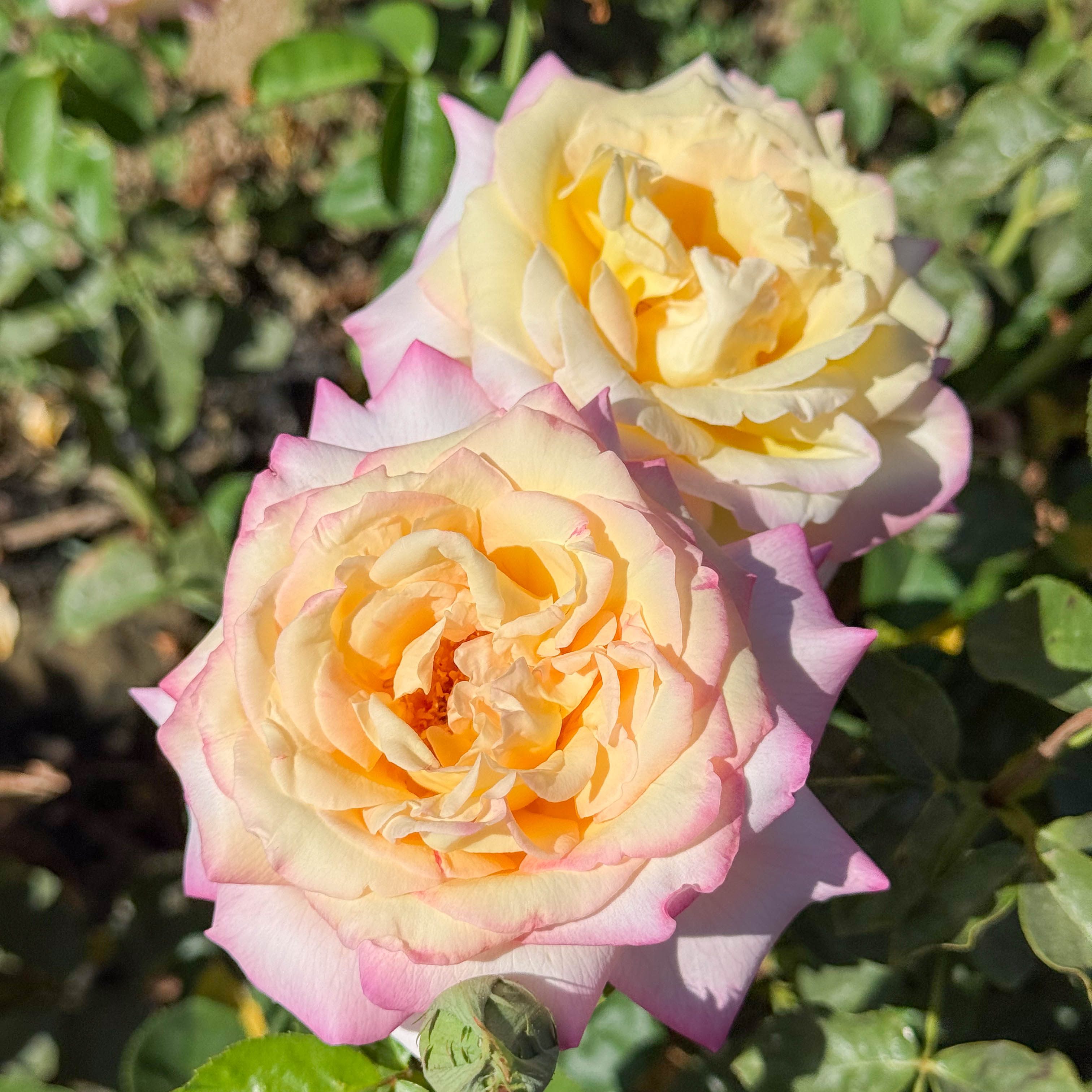 Peace Potted Rose Bush
