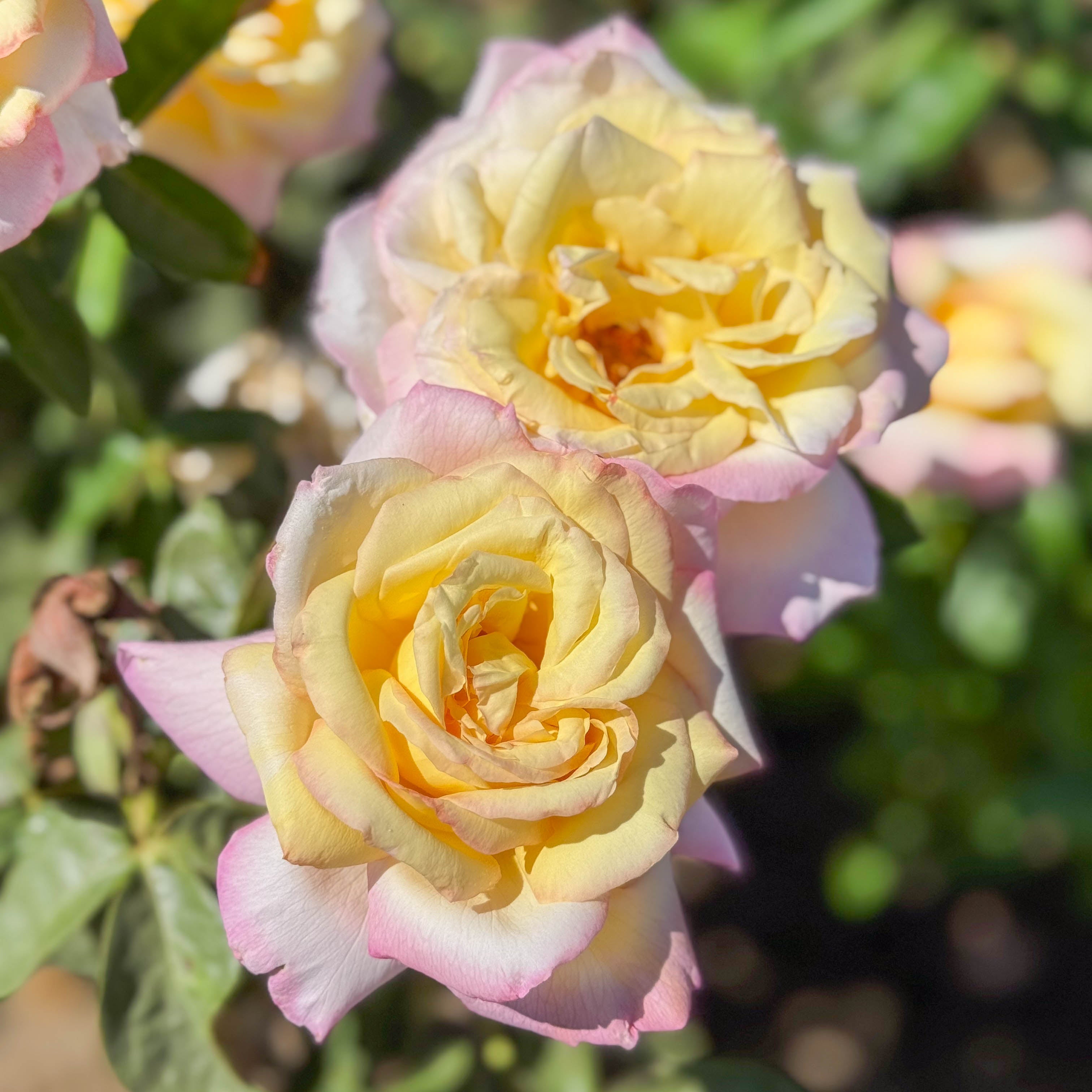 Peace Potted Tree Rose