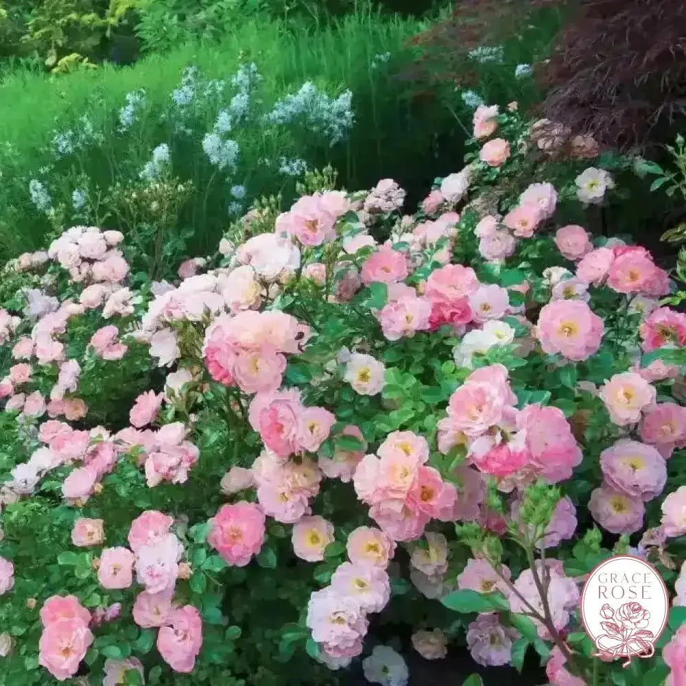 Ribbons of Roses™ Bundles of Bare Root Roses - Peach Drift® - Pack of 10