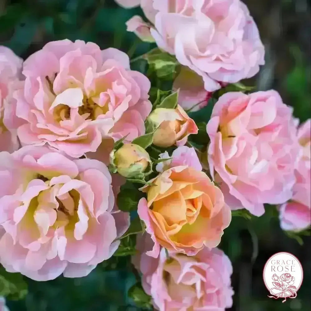 Ribbons of Roses™ Bundles of Bare Root Roses - Peach Drift® - Pack of 10