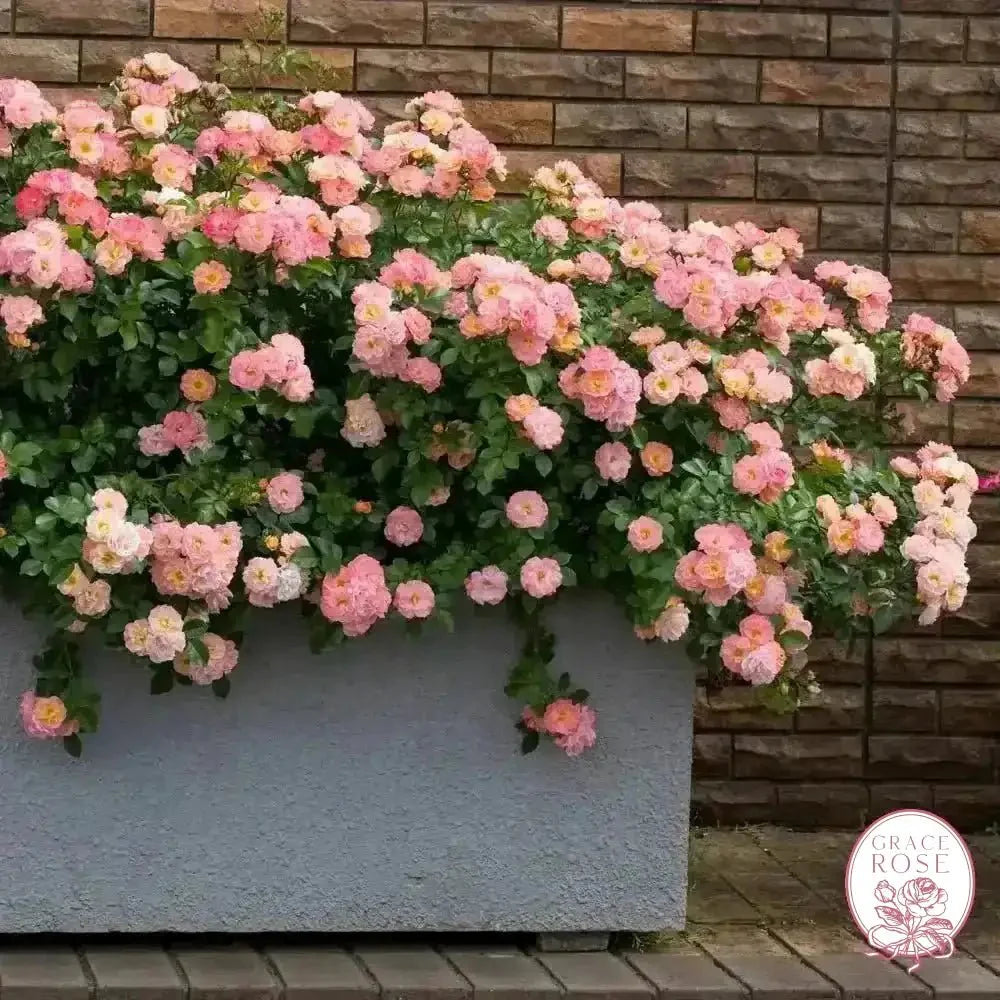 Ribbons of Roses™ Bundles of Bare Root Roses - Peach Drift® - Pack of 10