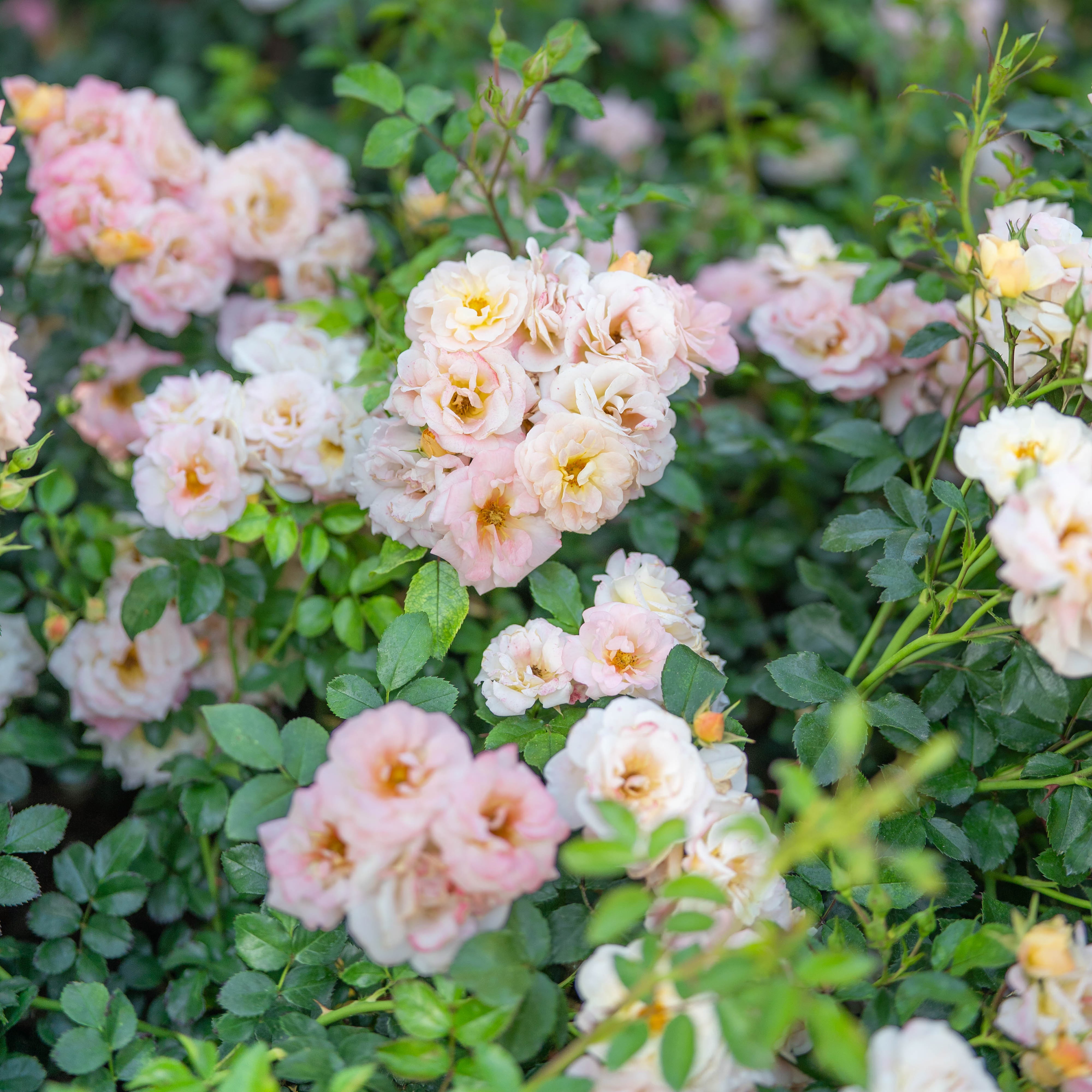 Peach Drift® Bare Root Tree Rose