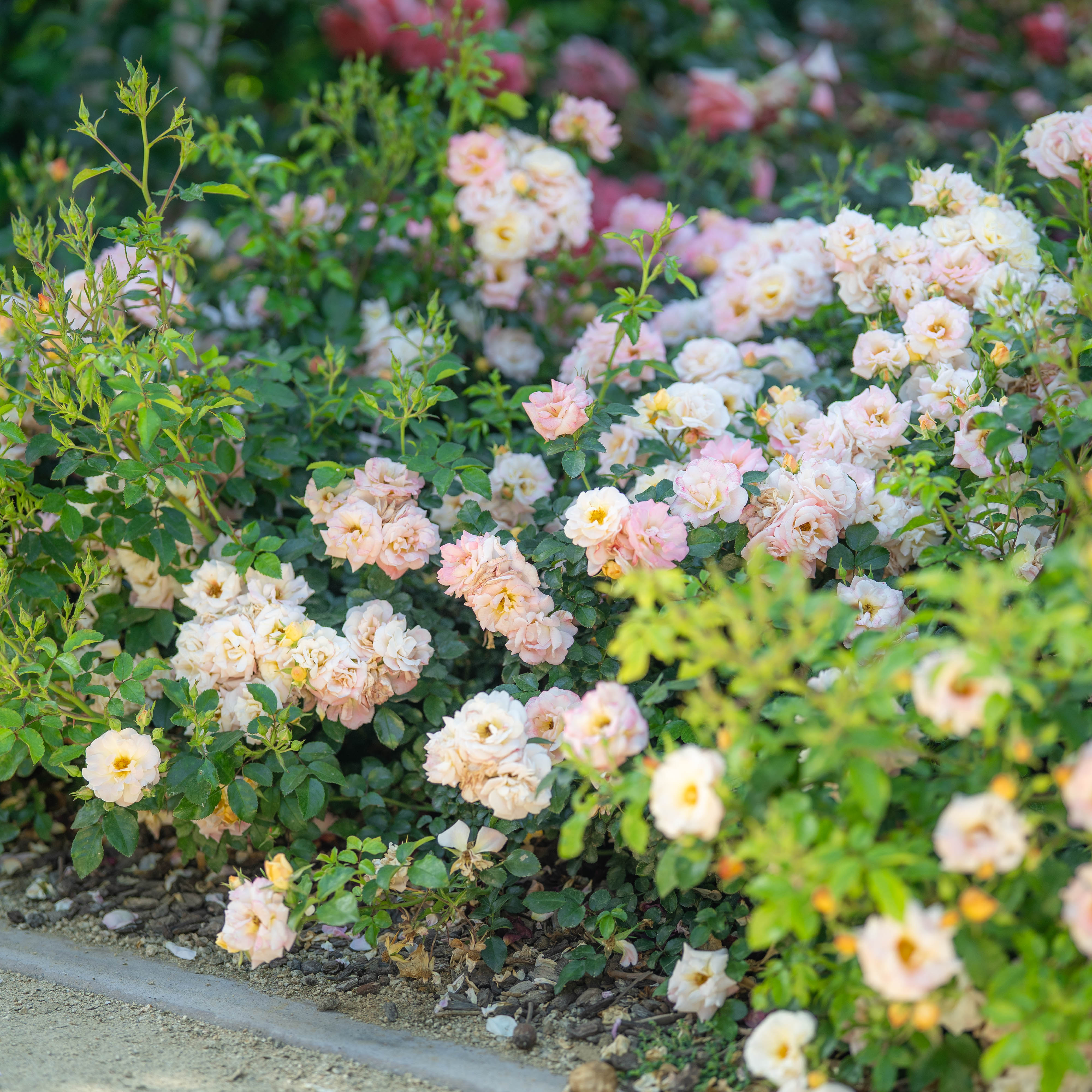 Peach Drift® Potted Rose Bush