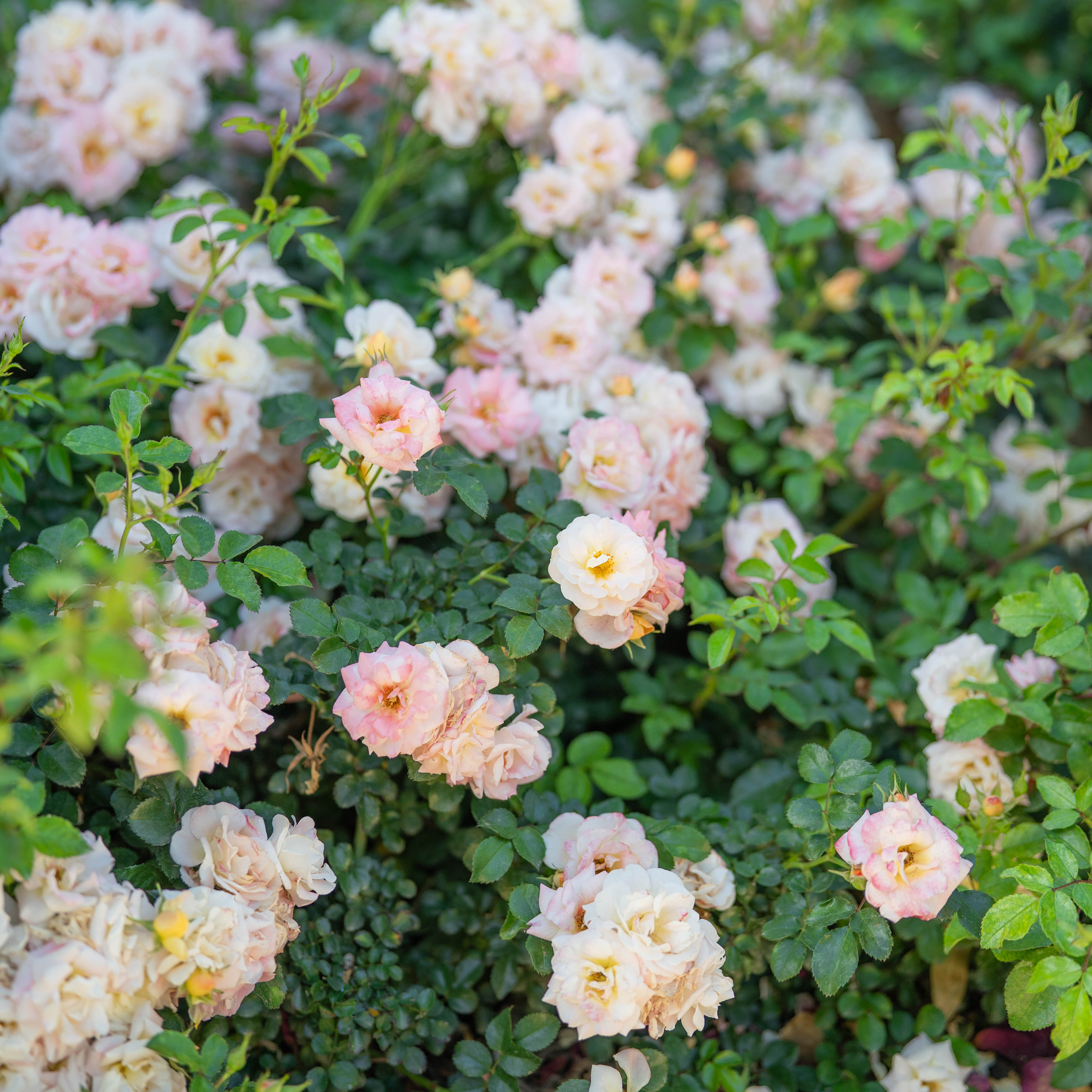 Peach Drift® Potted Rose Bush