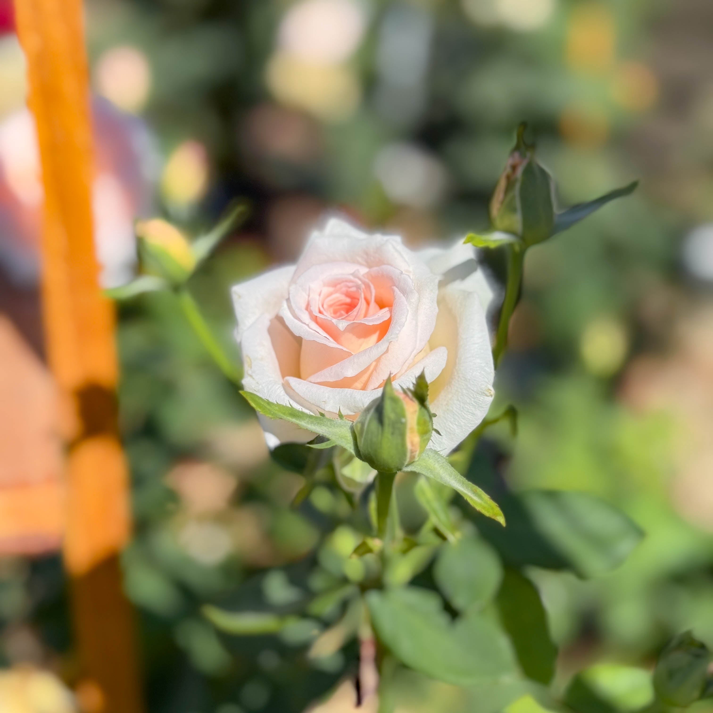 Pearly Gates Bare Root Climbing Rose