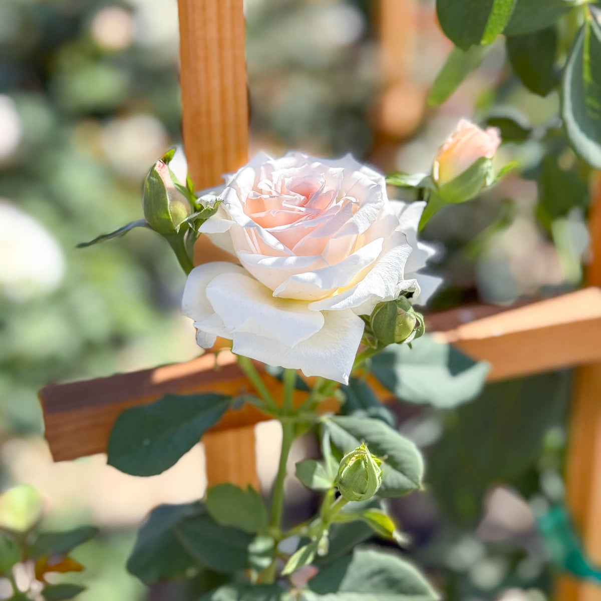 Pearly Gates™ Potted Climbing Rose