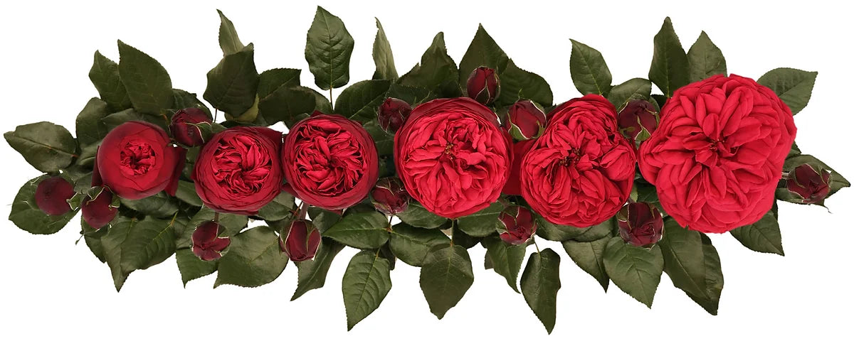 Piano® Bouquet