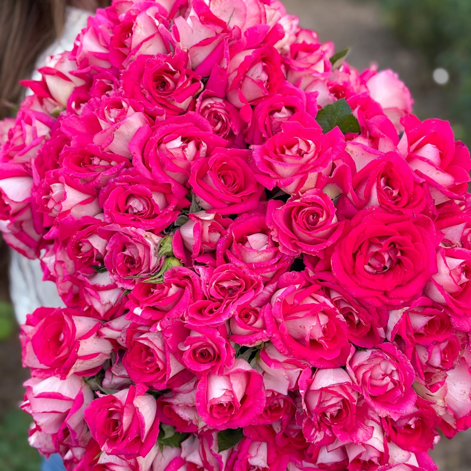 Picture Perfect™ Potted Tree Rose