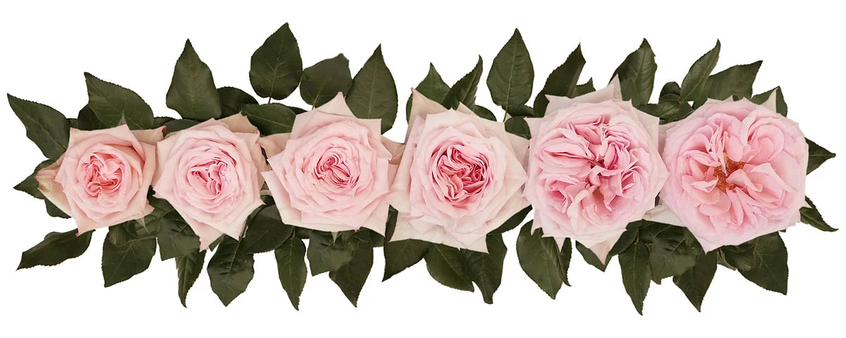 Pink O'Hara® Bouquet