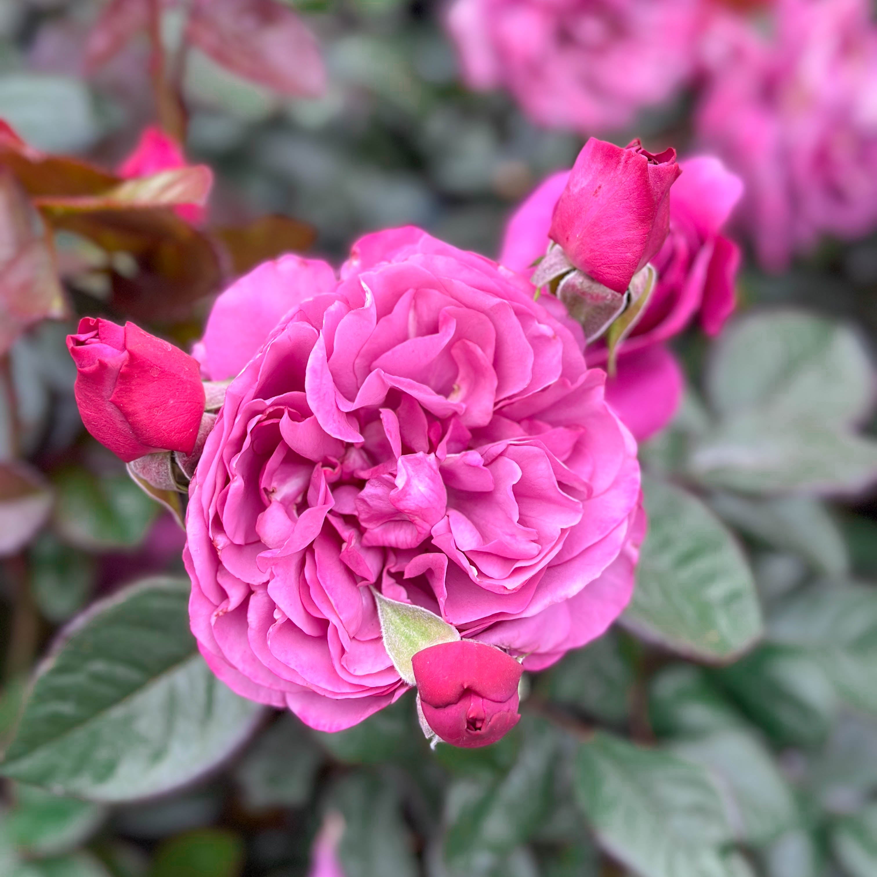 Sunbelt® Plum Perfect™ Bare Root Rose Bush
