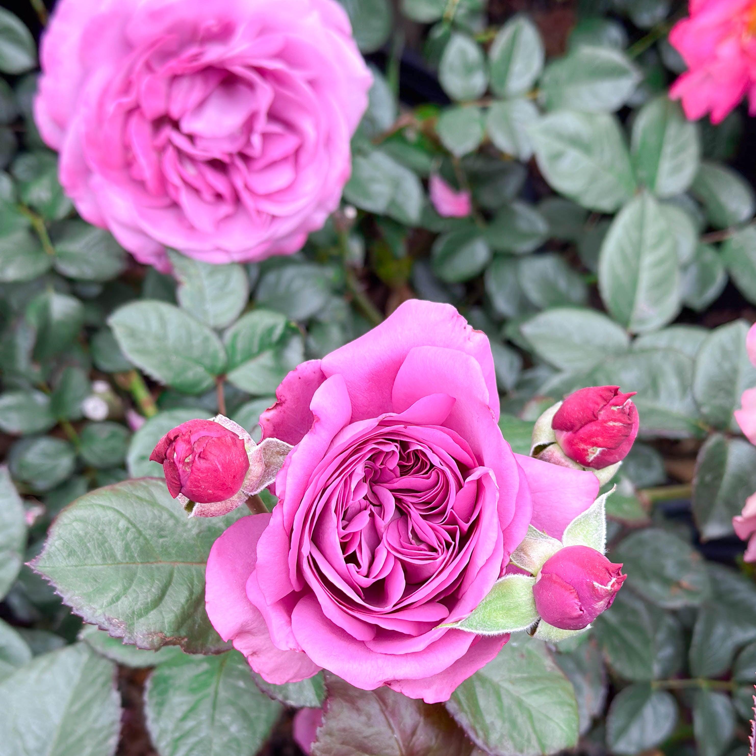 Sunbelt® Plum Perfect™ Bare Root Tree Rose