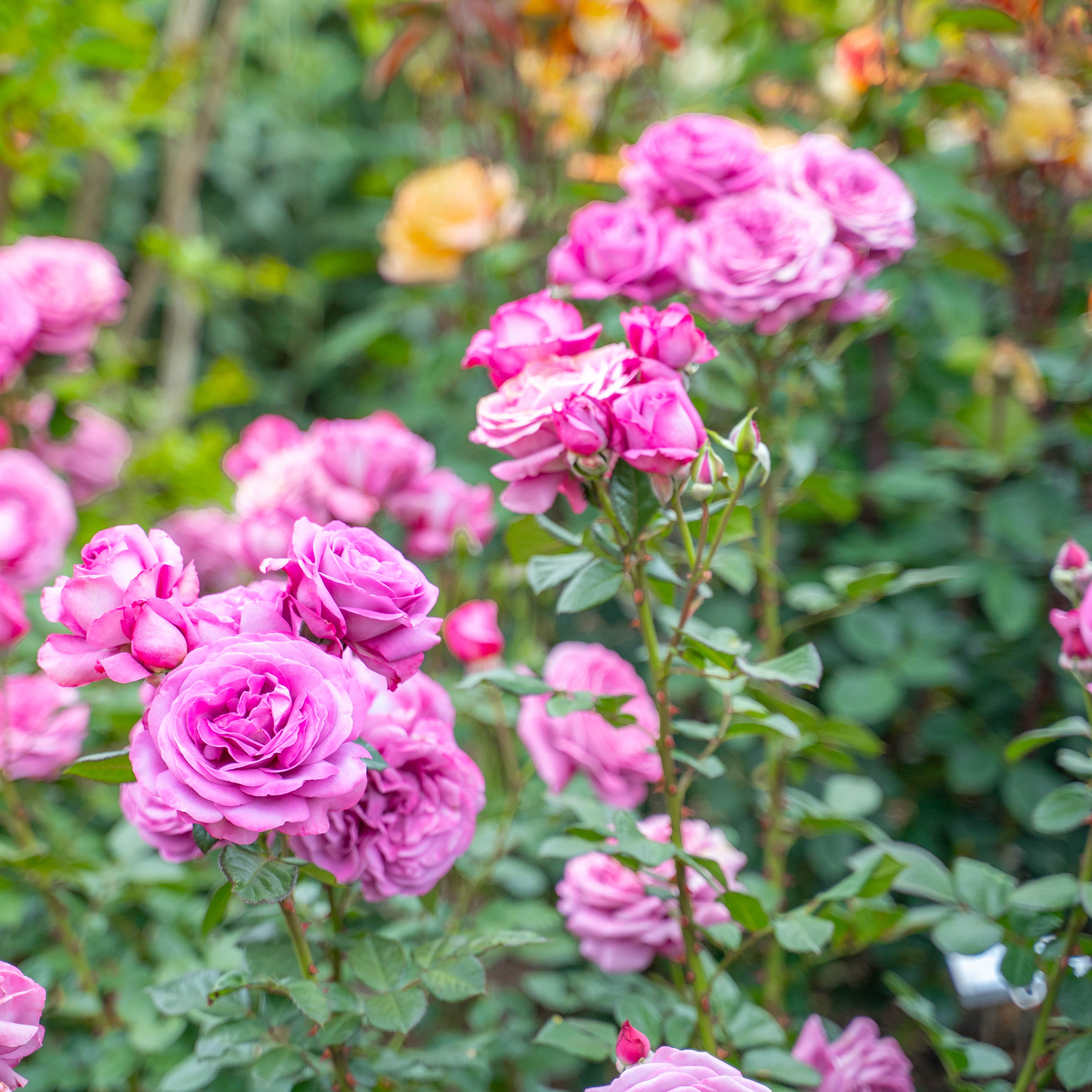 Sunbelt® Plum Perfect™ Bare Root Rose Bush