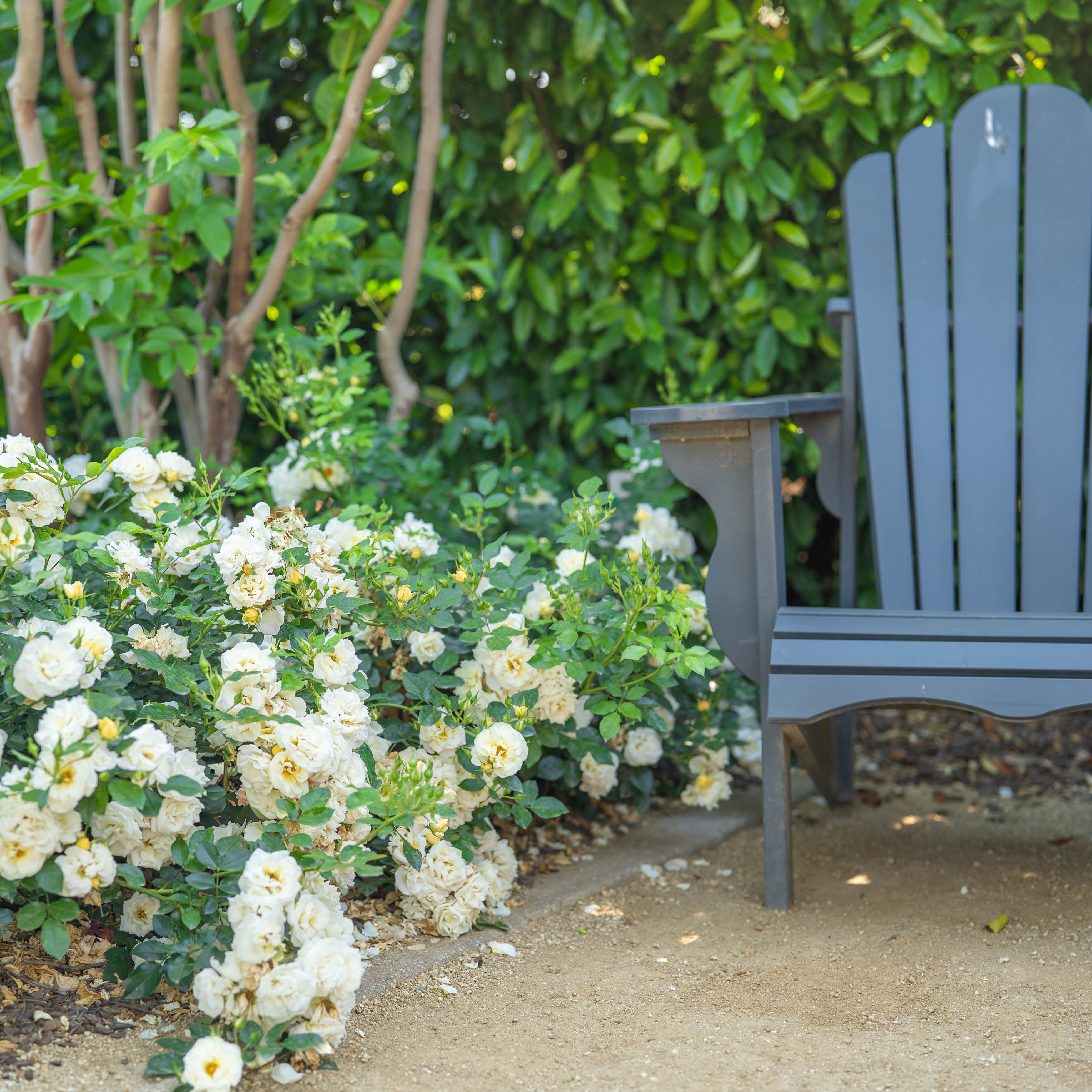 Popcorn Drift® Potted Rose Bush