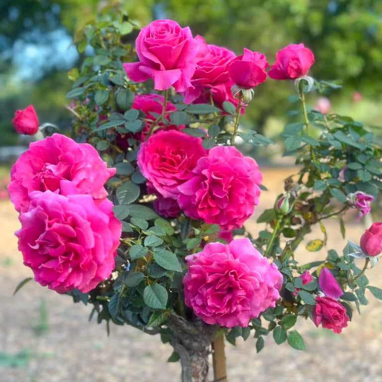 Pretty Lady Rose™ Bare Root Tree Rose