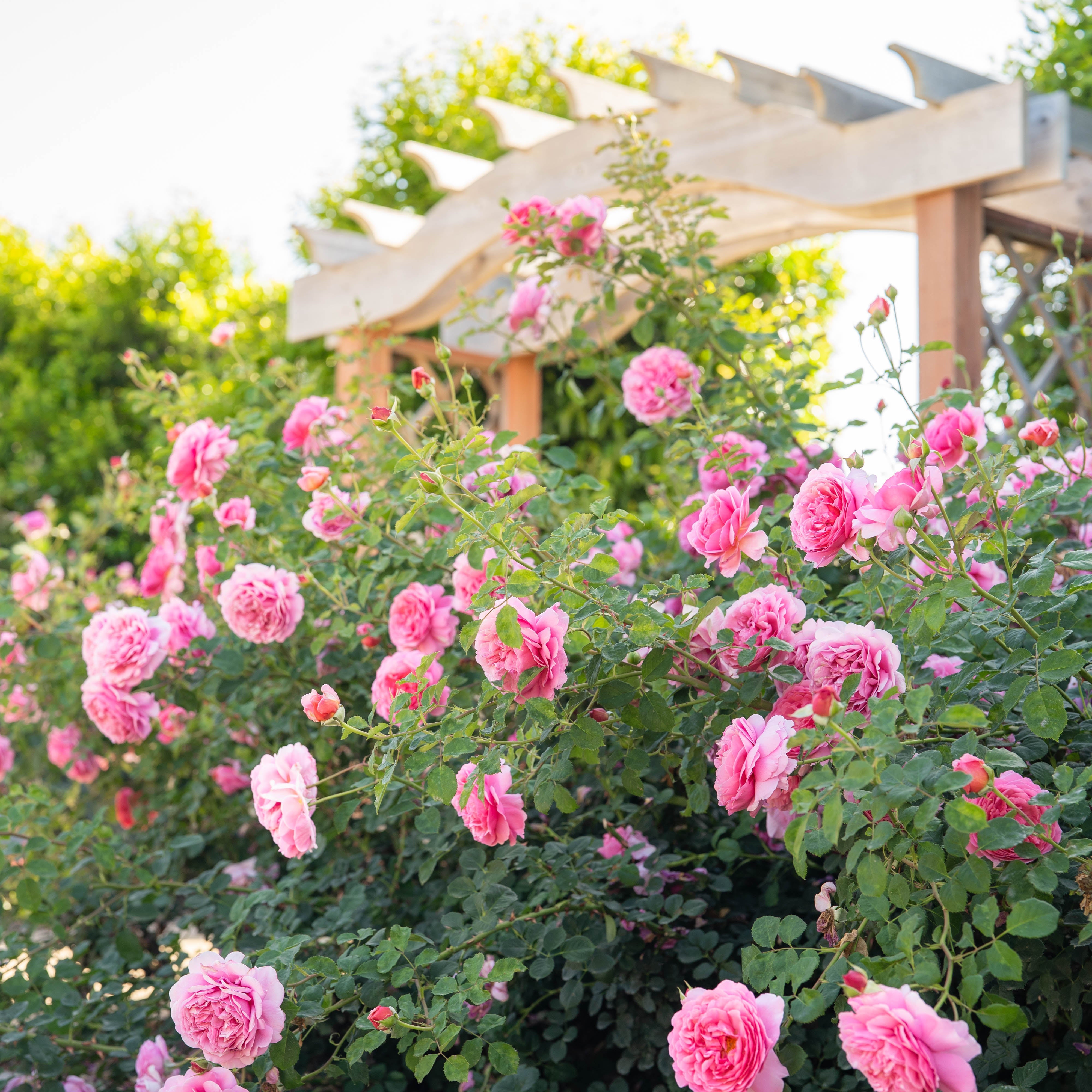 David Austin® Princess Alexandra of Kent Rose™ Potted Rose Bush