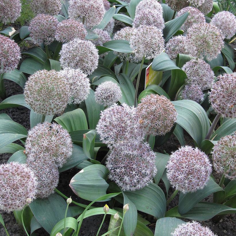 Allium Turkistan Potted Ornamental Onion Plant