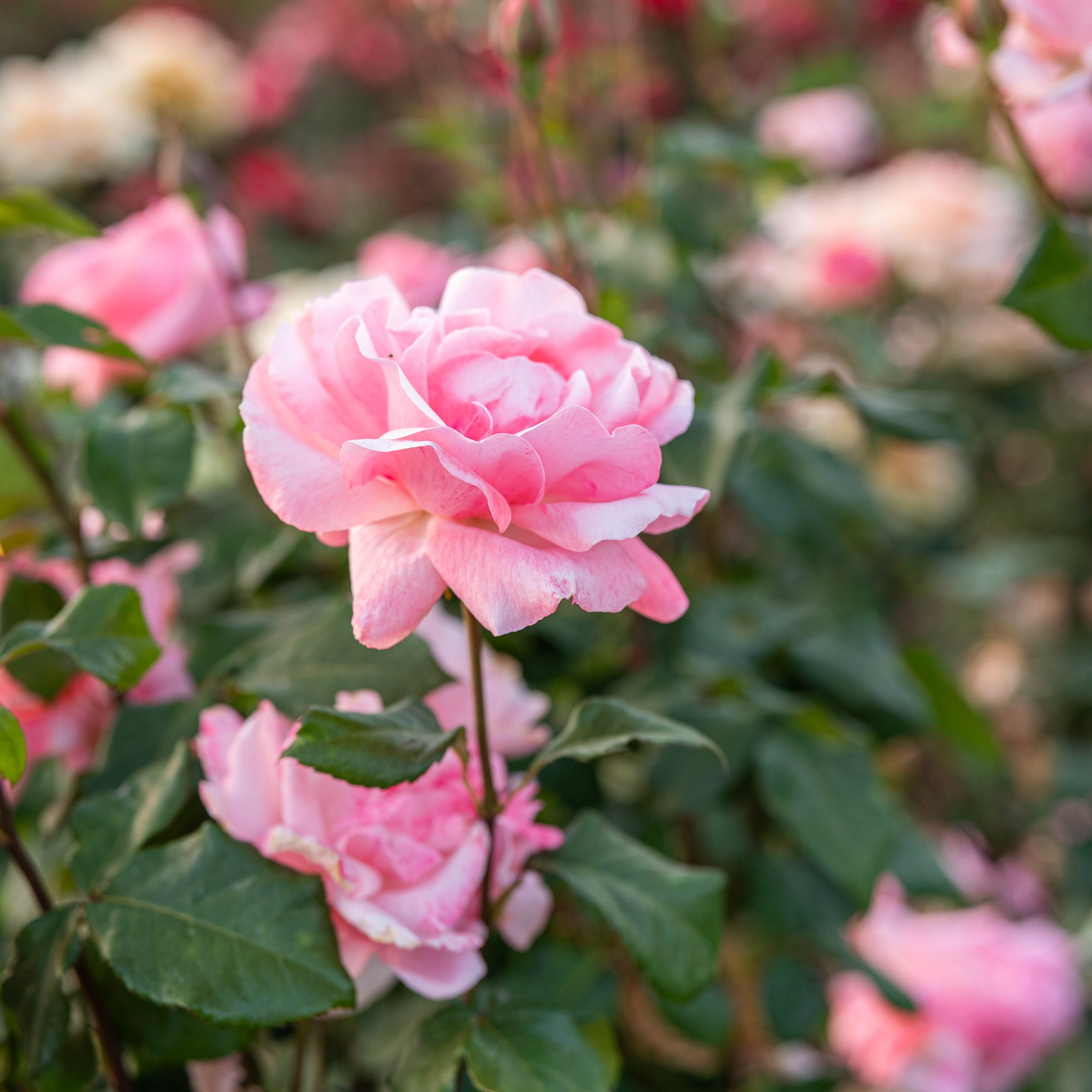 Queen Elizabeth Potted Rose Bush