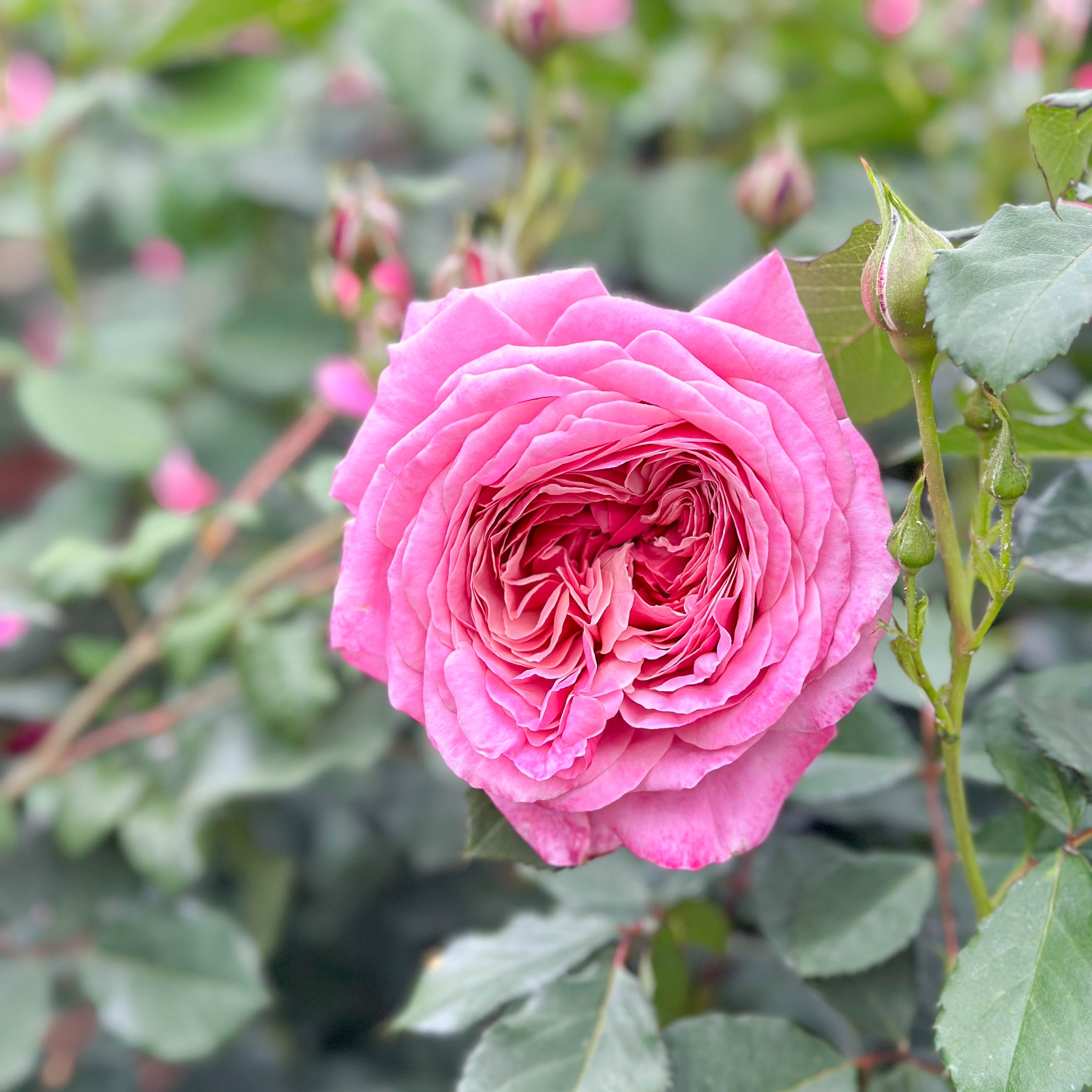 Queen of Elegance™ Potted Tree Rose