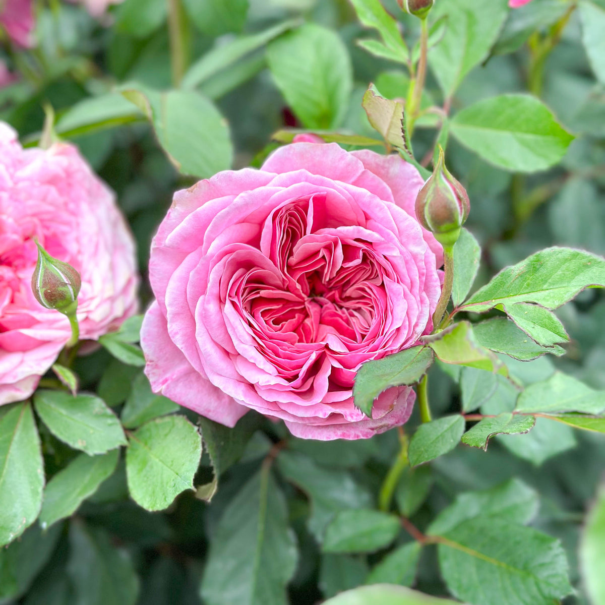 Queen of Elegance™ Bare Root Tree Rose