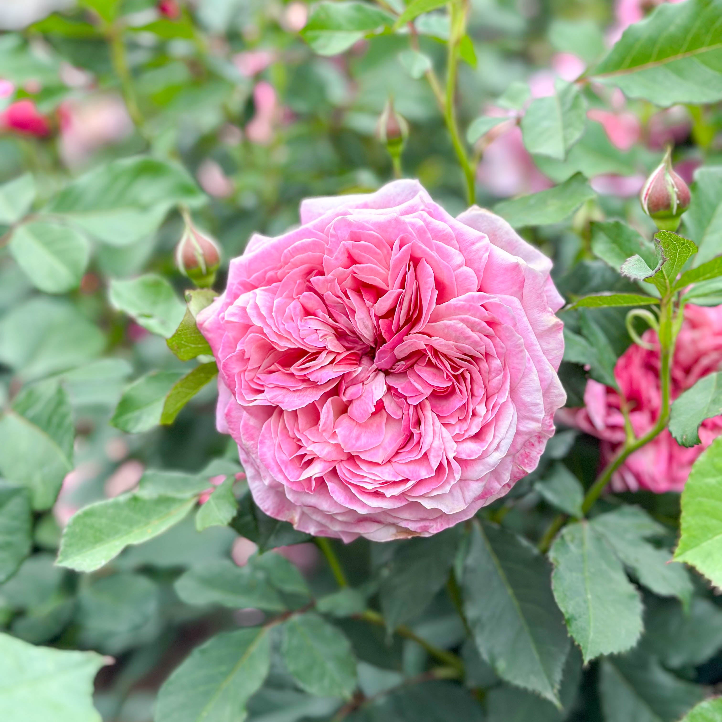 Queen Of Elegance™ Potted Rose Bush