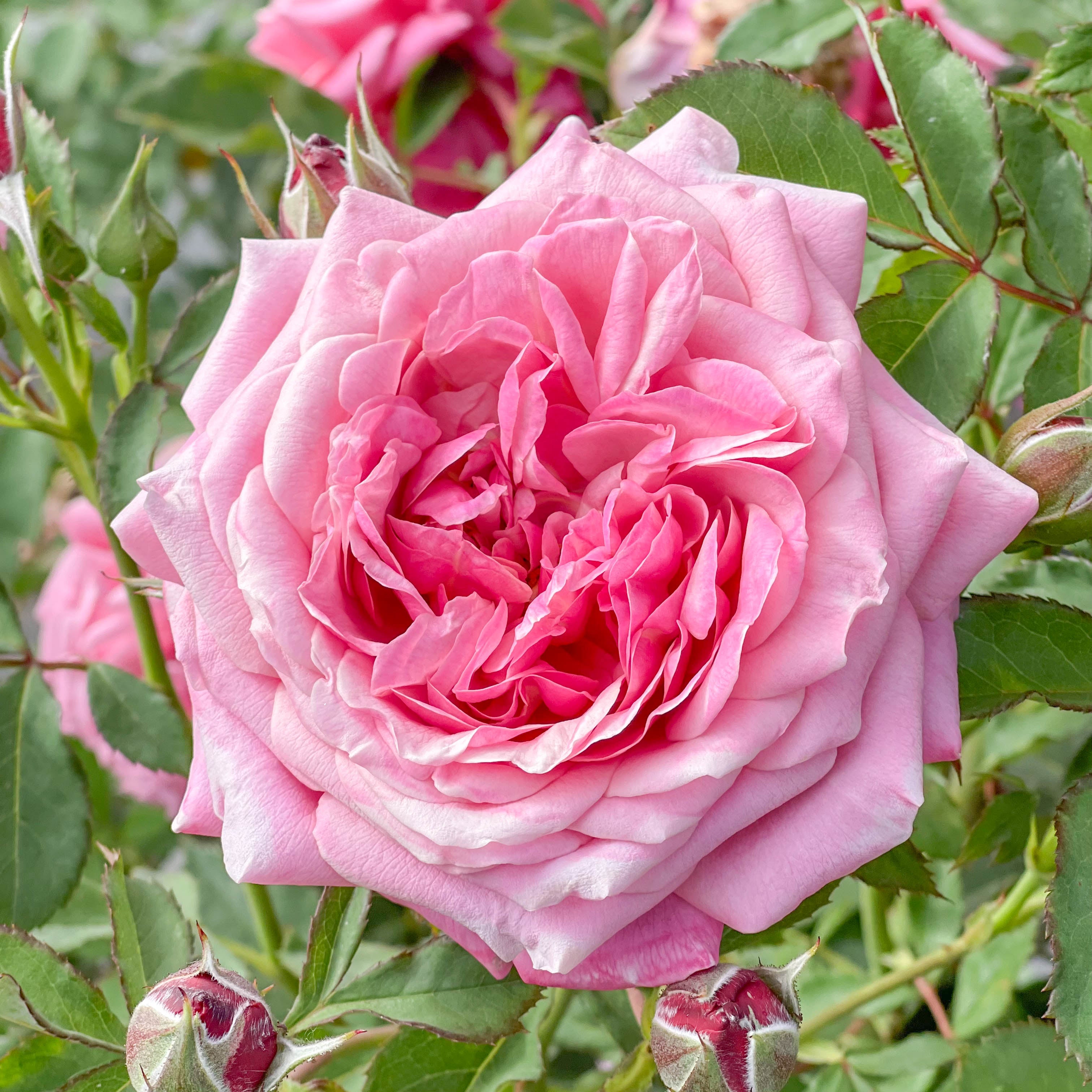 Queen of Elegance™ Bare Root Rose Bush