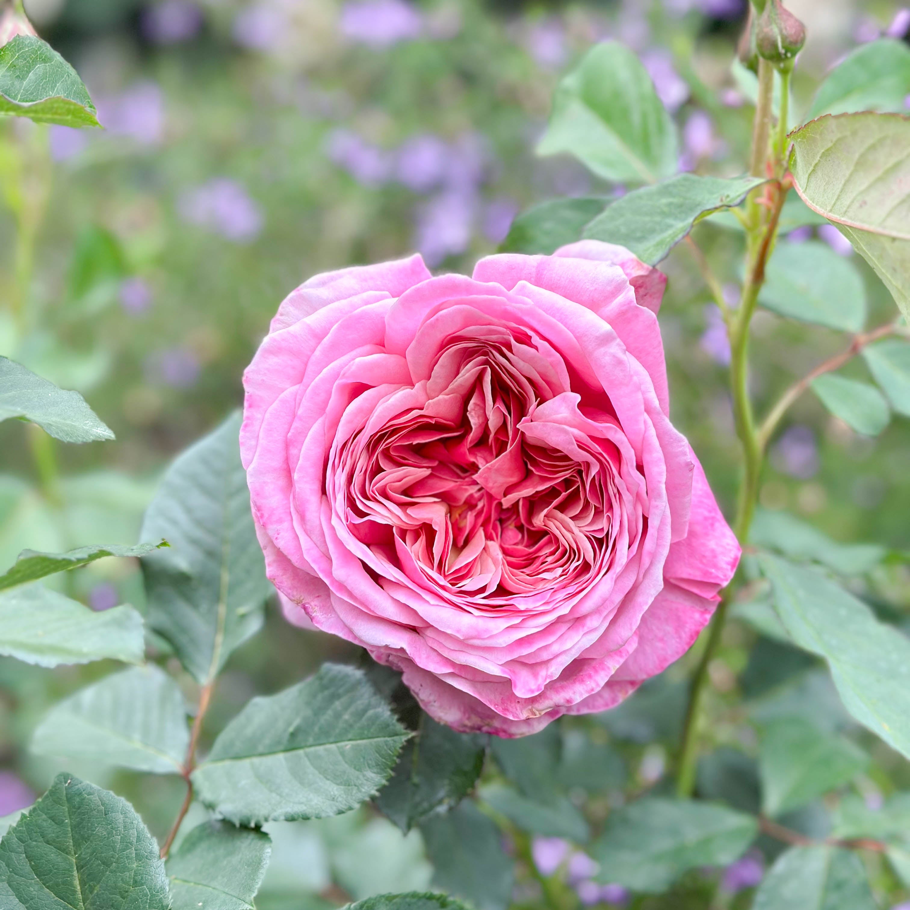Queen Of Elegance™ Potted Rose Bush
