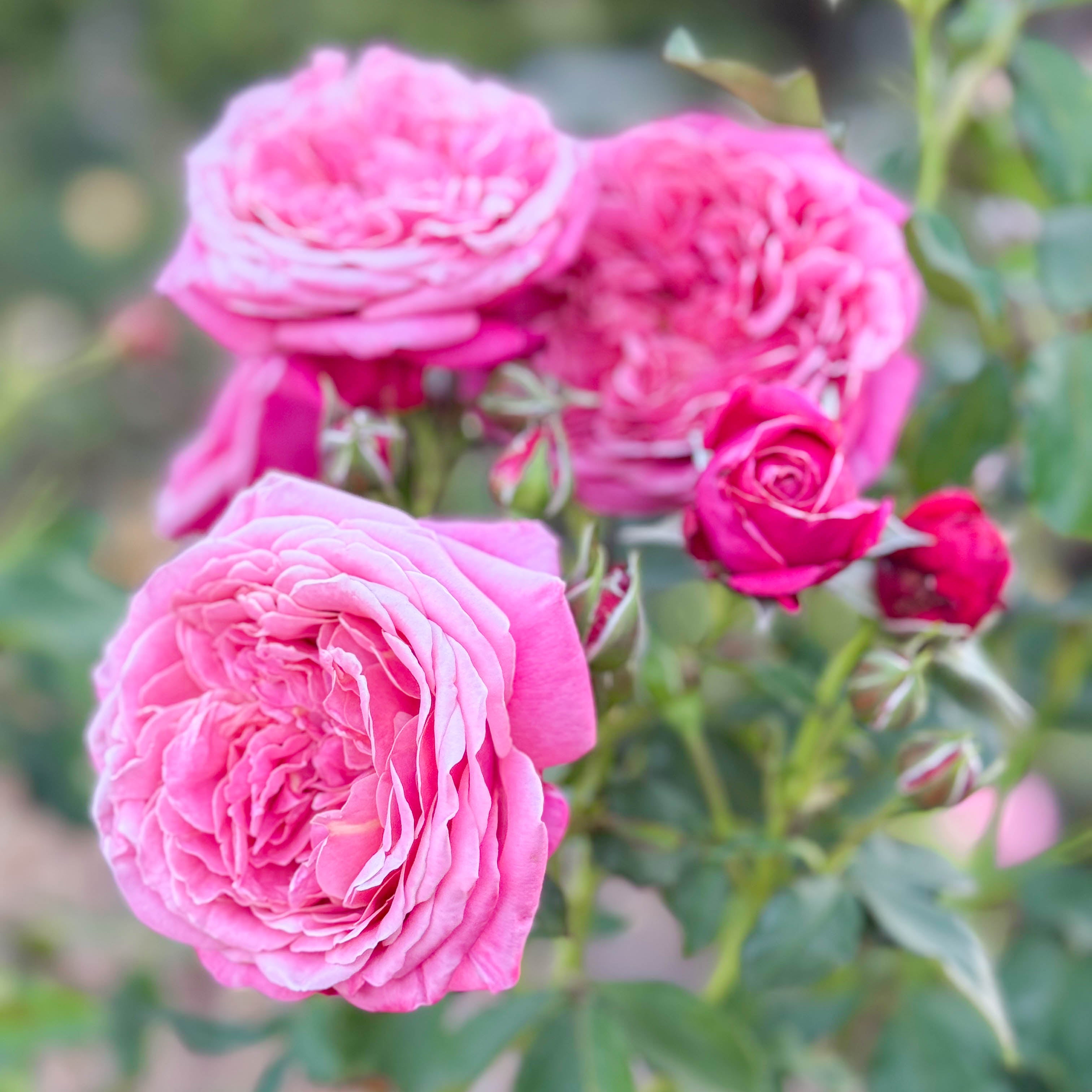 Queen Of Elegance™ Potted Rose Bush